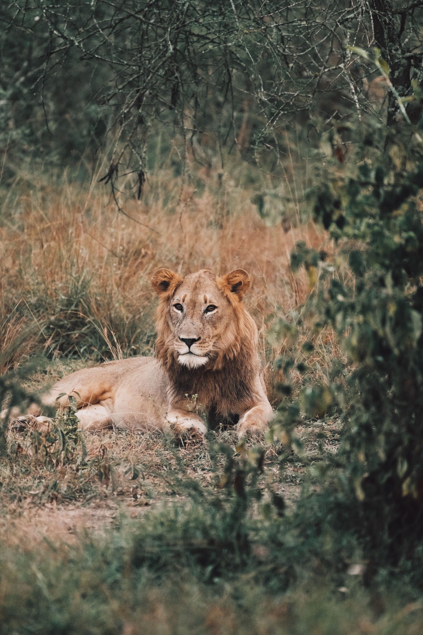Lion in Akagera National Park in Rwanda