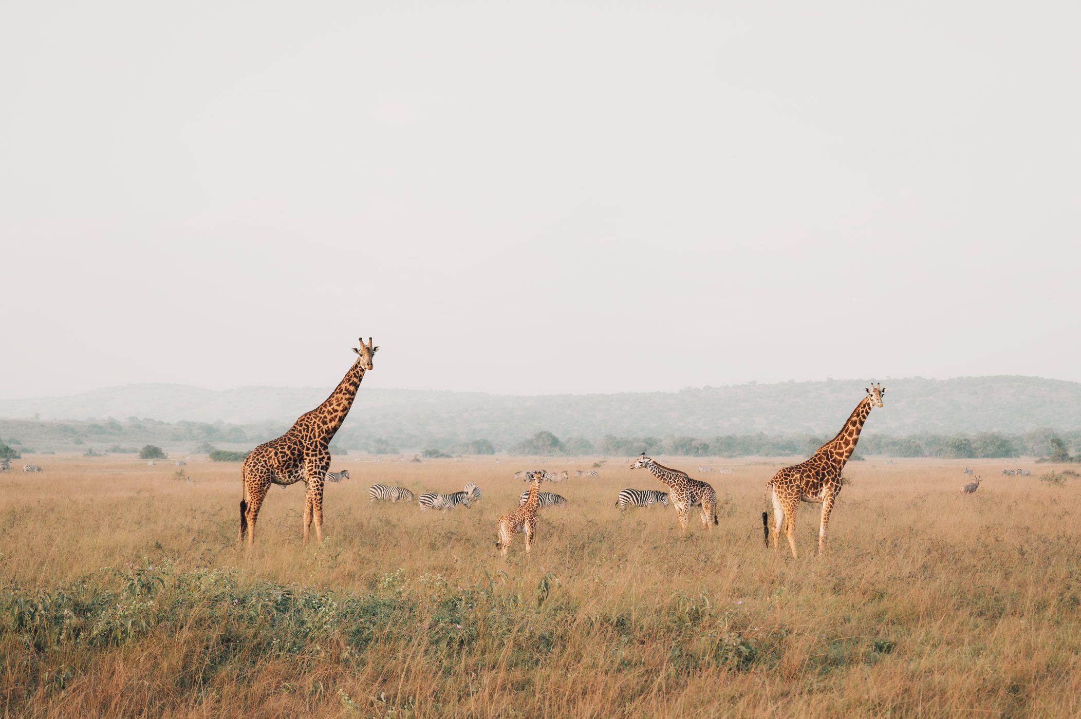 Giraffes and zebras in Akagera National Park in Rwanda