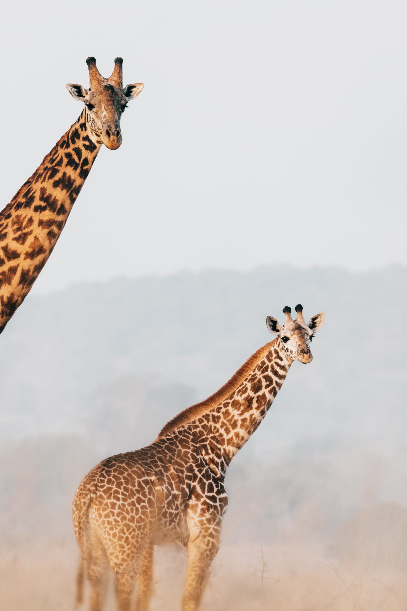 Giraffes in Akagera National Park in Rwanda