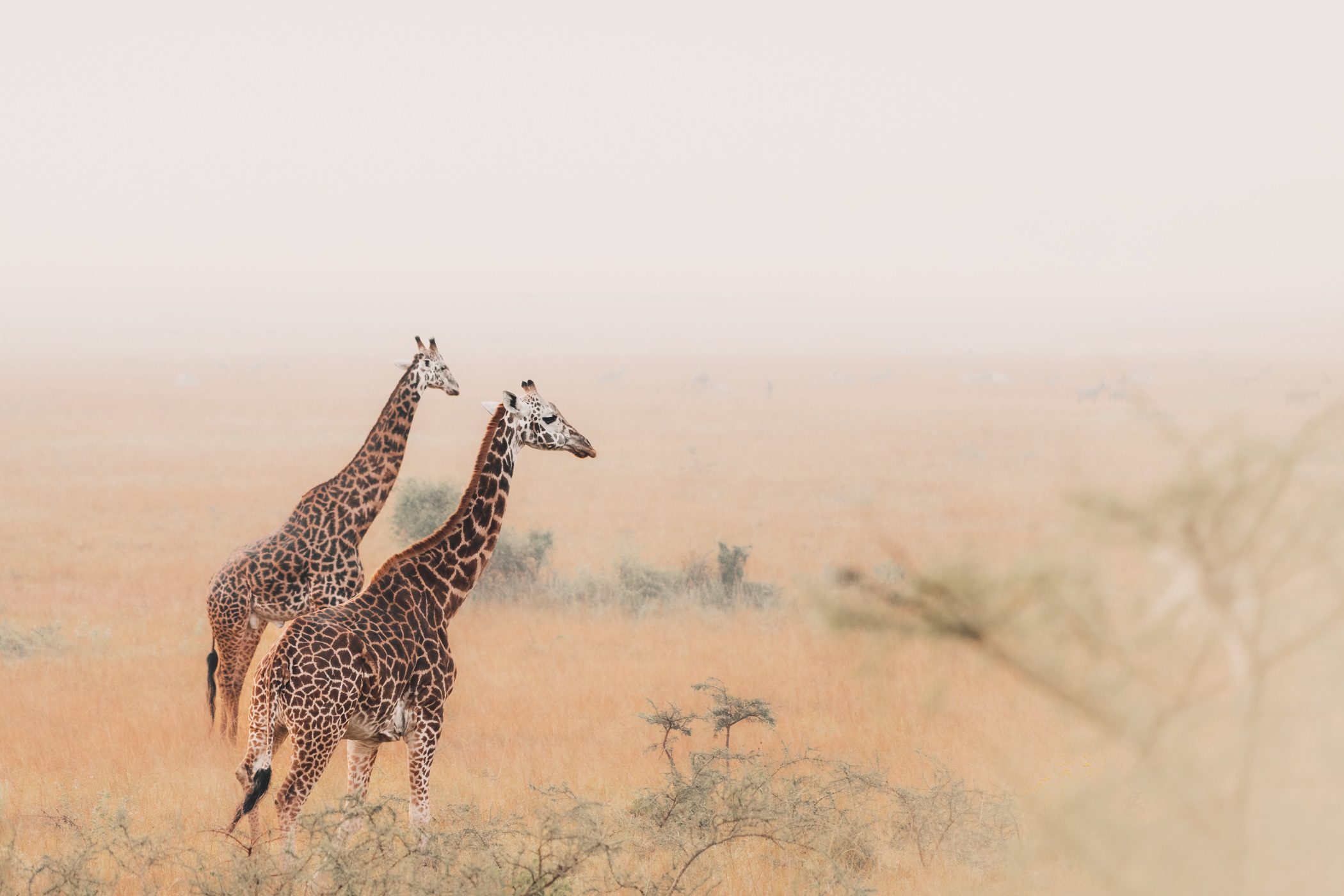 Giraffes in Akagera National Park Rwanda