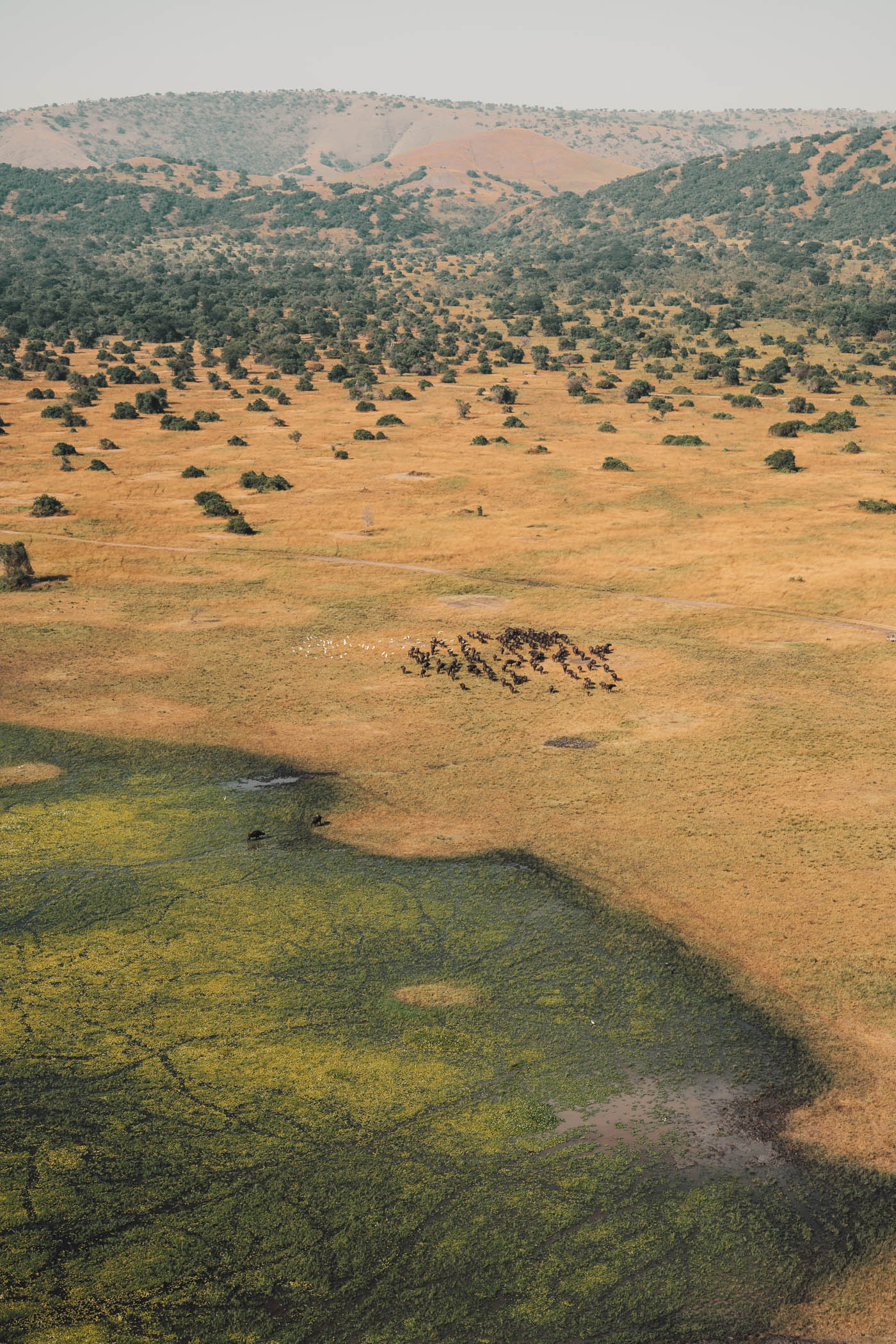 A herd of buffalos as seen from a helicopter in Akagera National Park in Rwanda