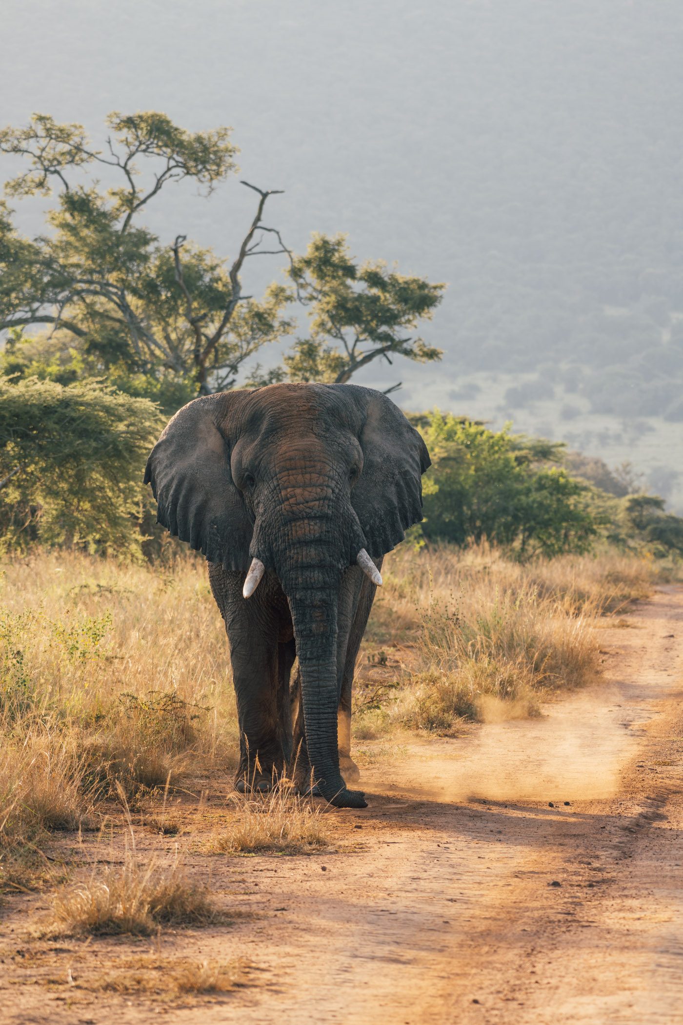 Elephant in Akagera National Park in Rwanda
