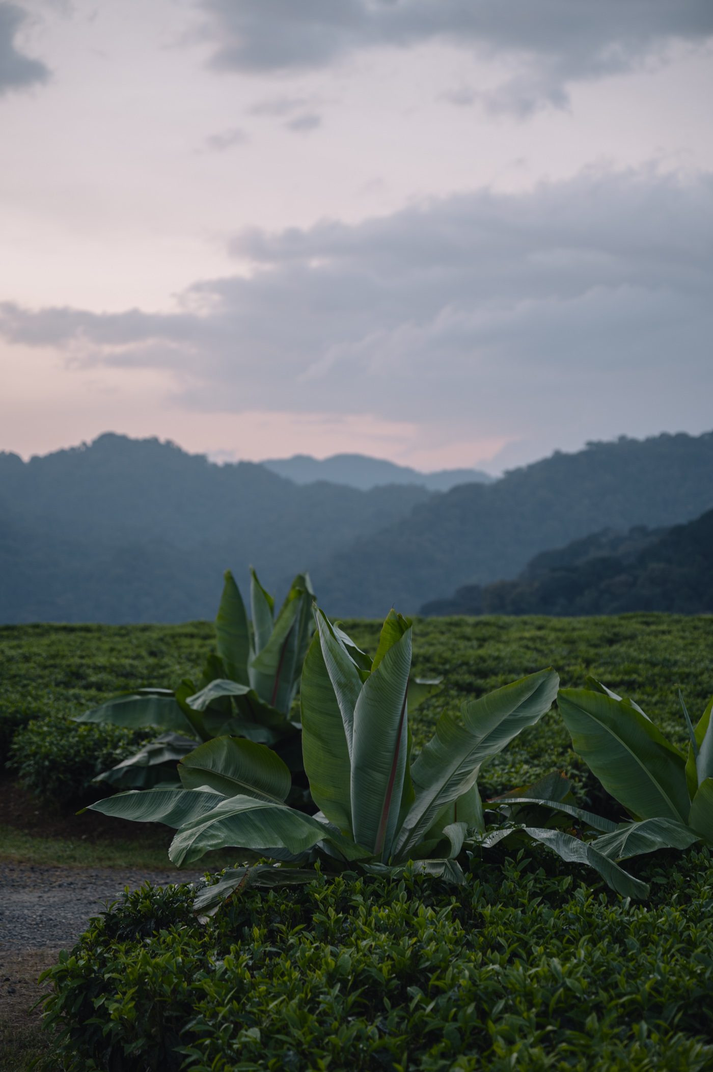 Bananas and tea plantations next to Nyungwe National Park in Rwanda