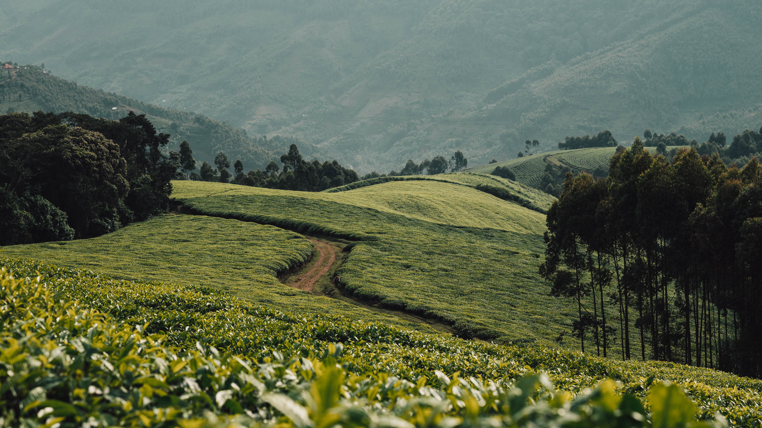 Tea Plantations in Rwanda 
