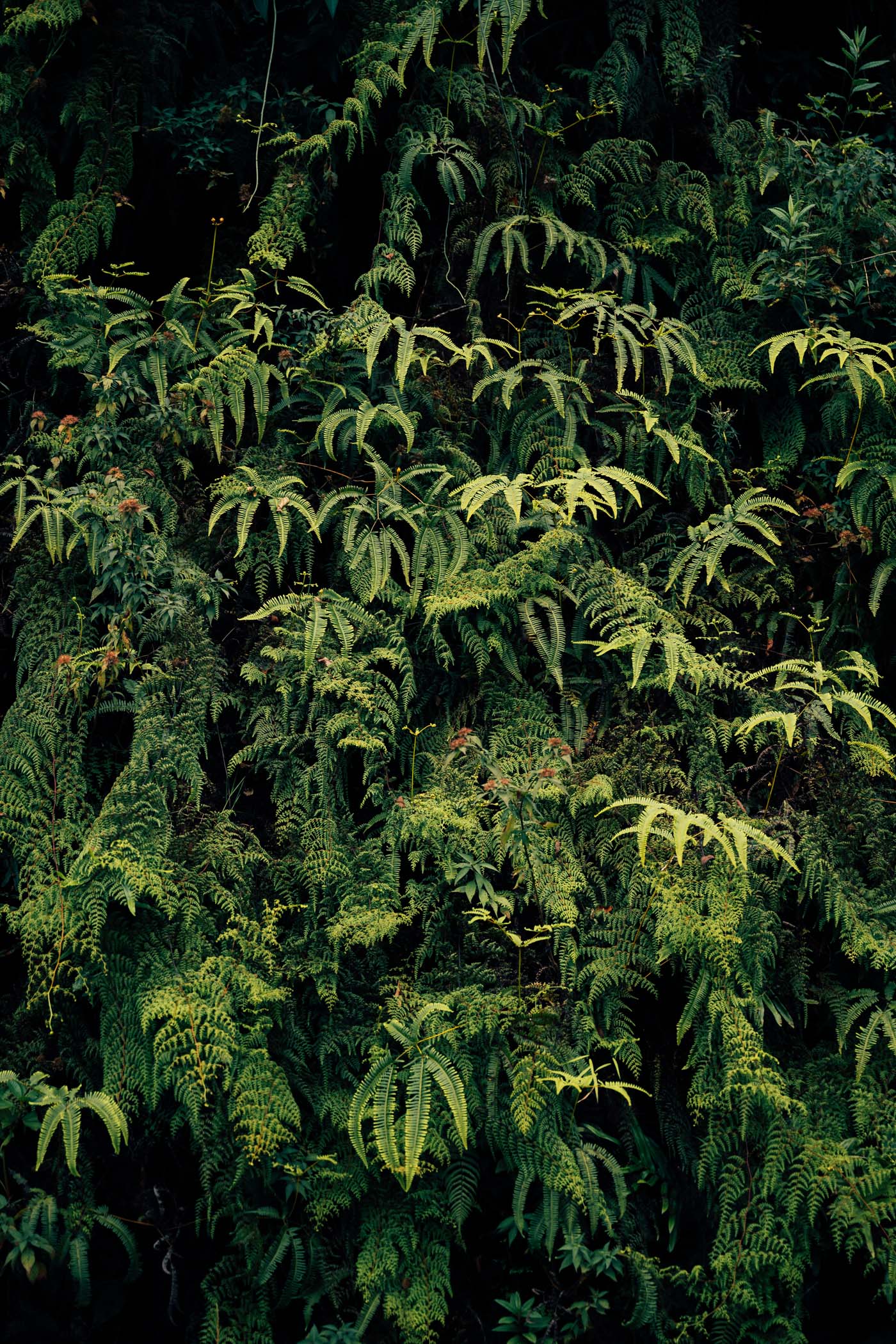 Ferns in Chimpanzee in Nyungwe National Park in Rwanda