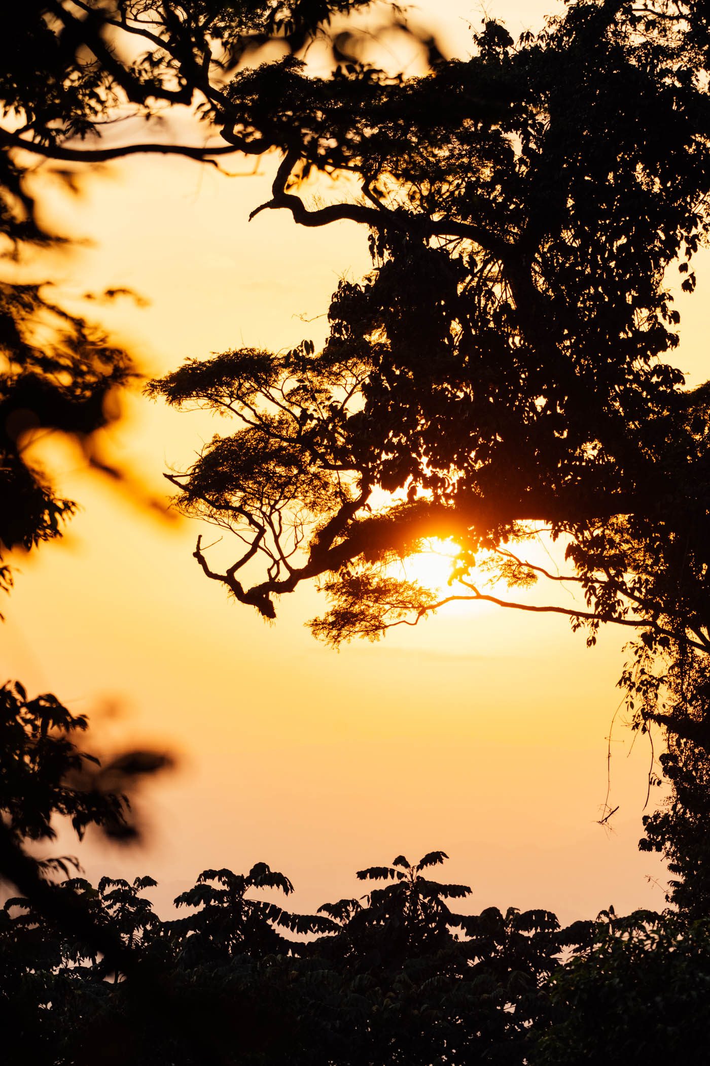 Sunrise in Nyungwe National Park in Rwanda