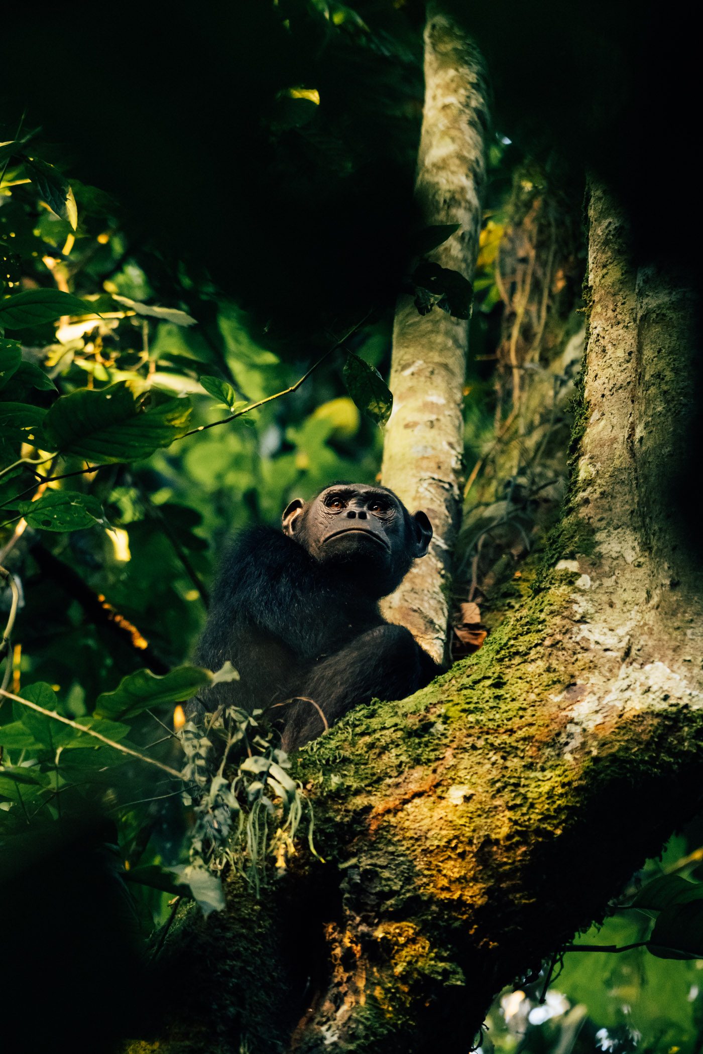 Chimpanzee in Nyungwe National Park in Rwanda