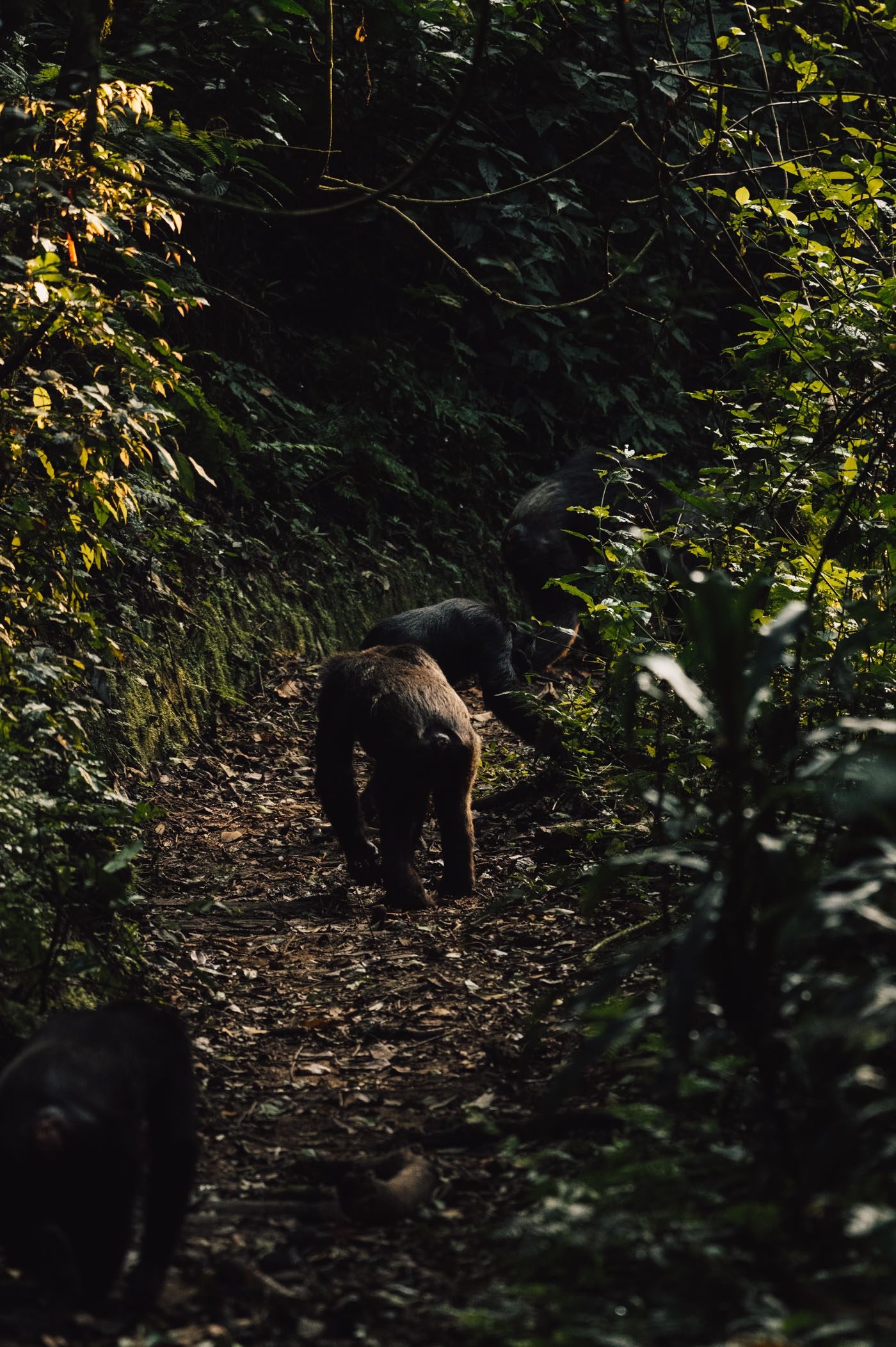 Trekking in Nyungwe National Park in Rwanda