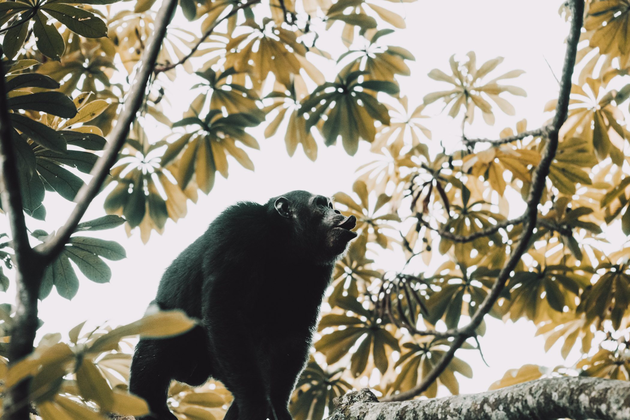 Chimpanzee in Nyungwe National Park in Rwanda