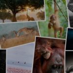 Prints for Wildlife returns in 2022