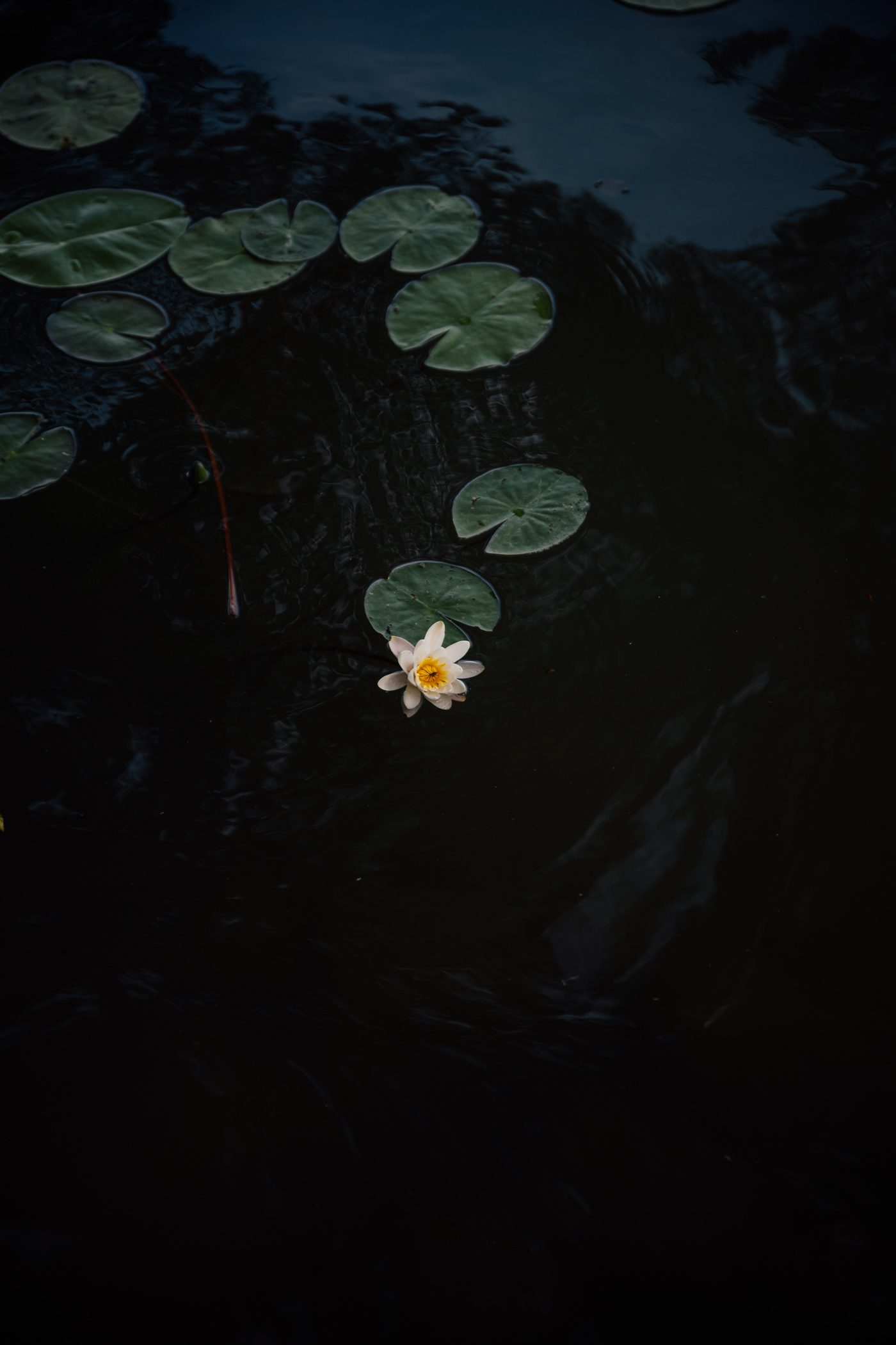 Water lily at Oberpfuhl lake in Uckermark, Brandenburg (Germany)