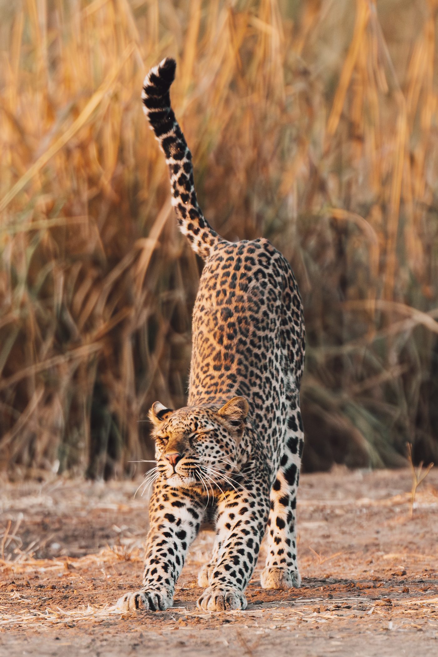 Leopard stretching in Lower Zambezi National Park in Zambia