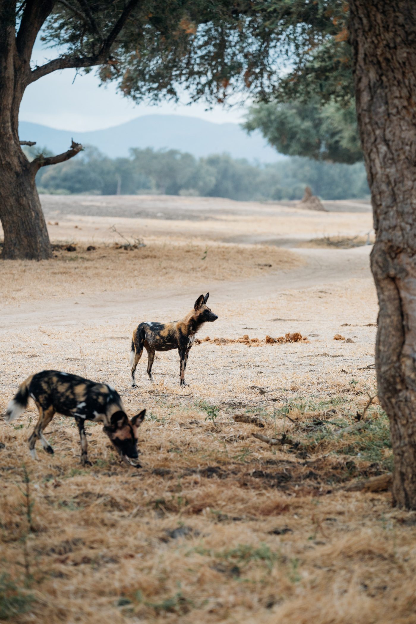 Wild dogs as seen during a game drive with Kutali Camp by Classic Zambia in Lower Zambezi National Park in Zambia