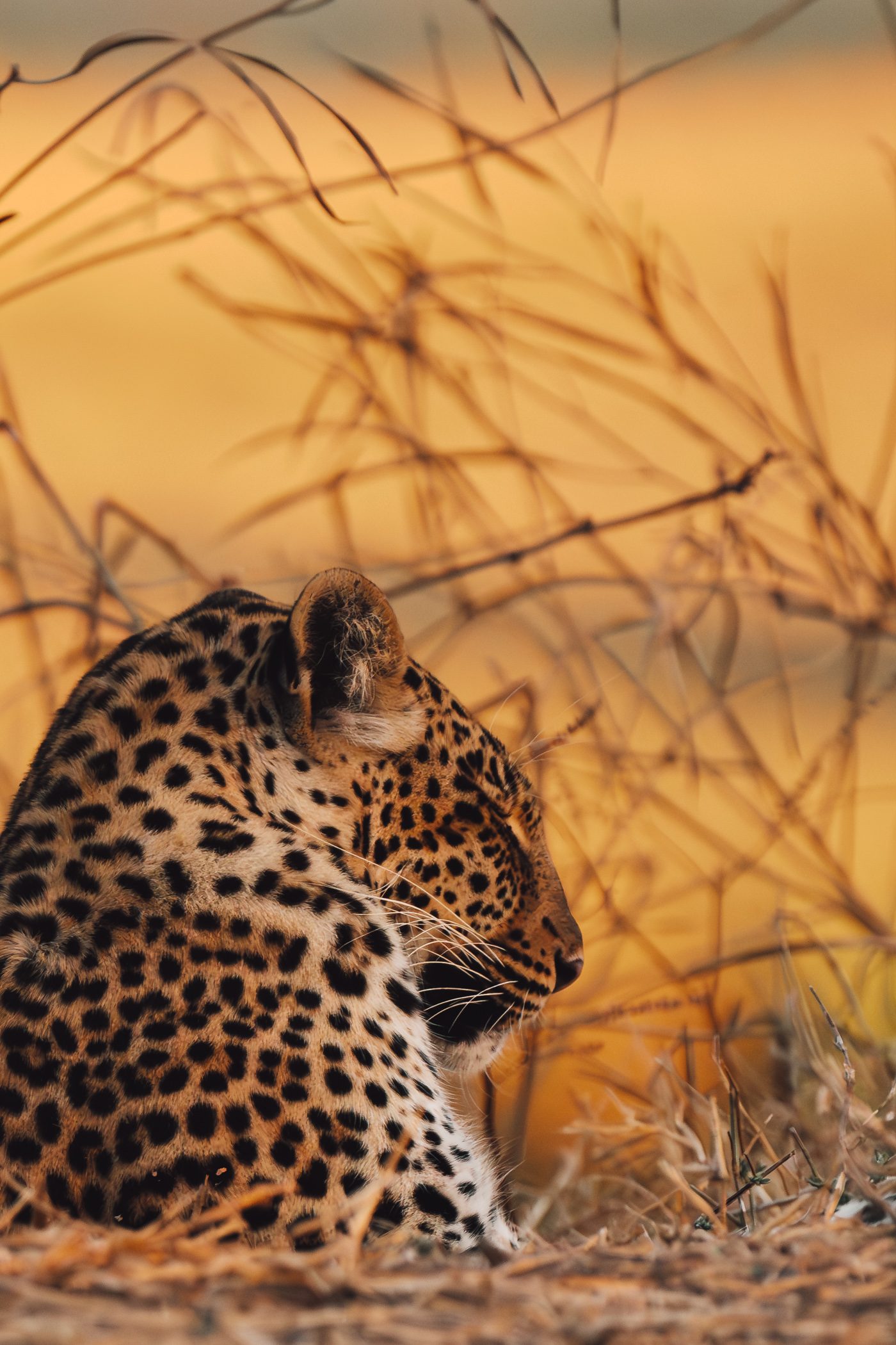 Leopard in Lower Zambezi National Park in Zambia