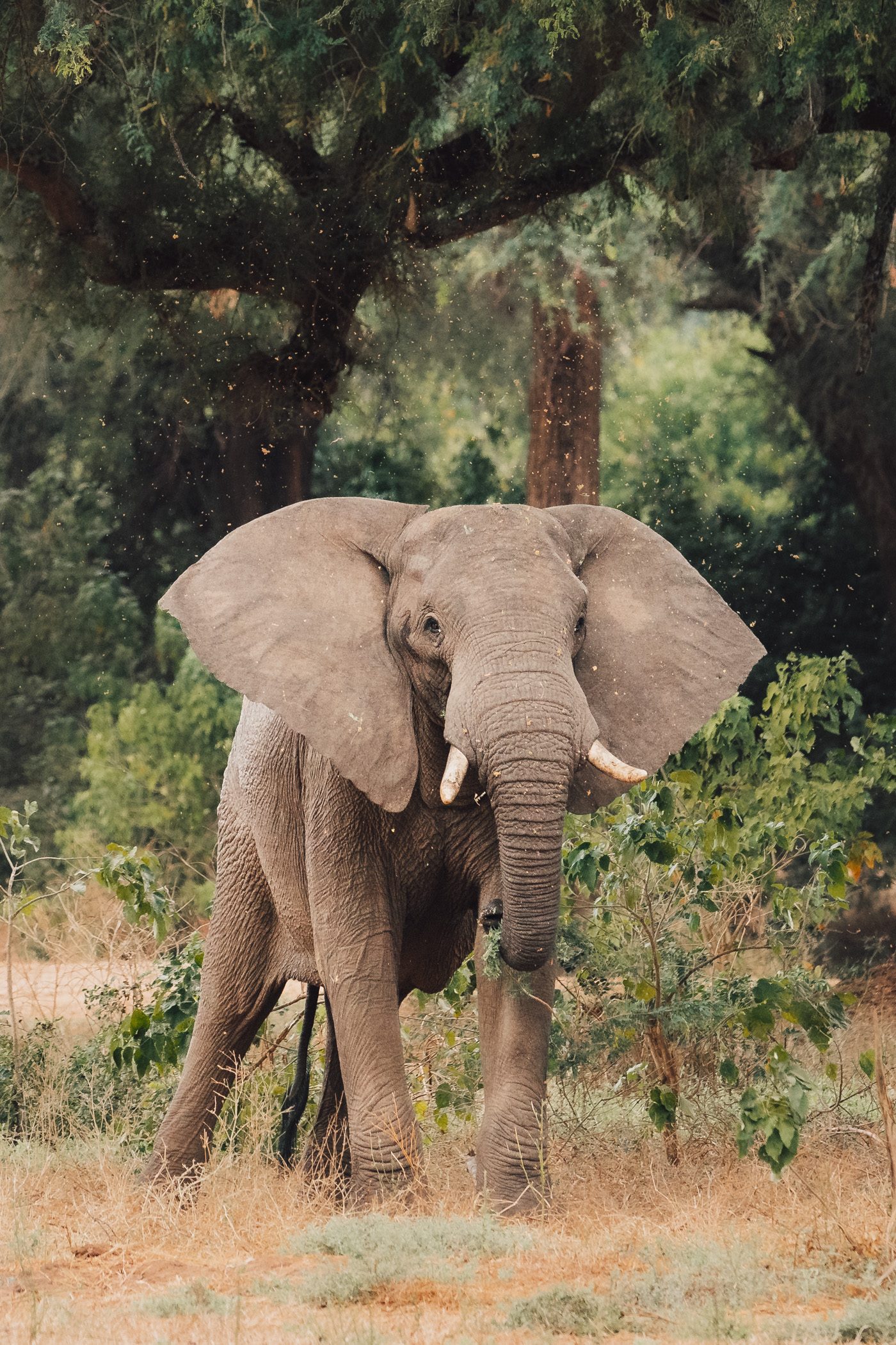 Elephant in Lower Zambezi National Park in Zambia