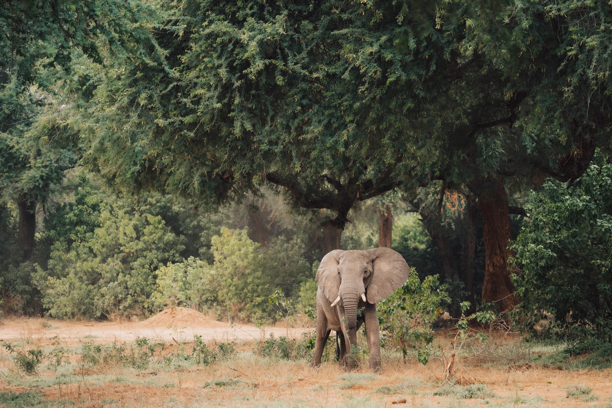 Travel Guide: Safari in the Lower Zambezi National Park in Zambia