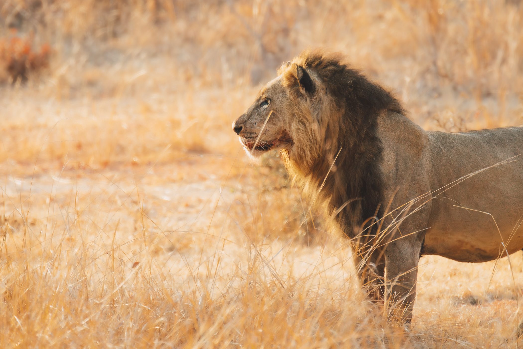 Lion in Kafue National Park Zambia
