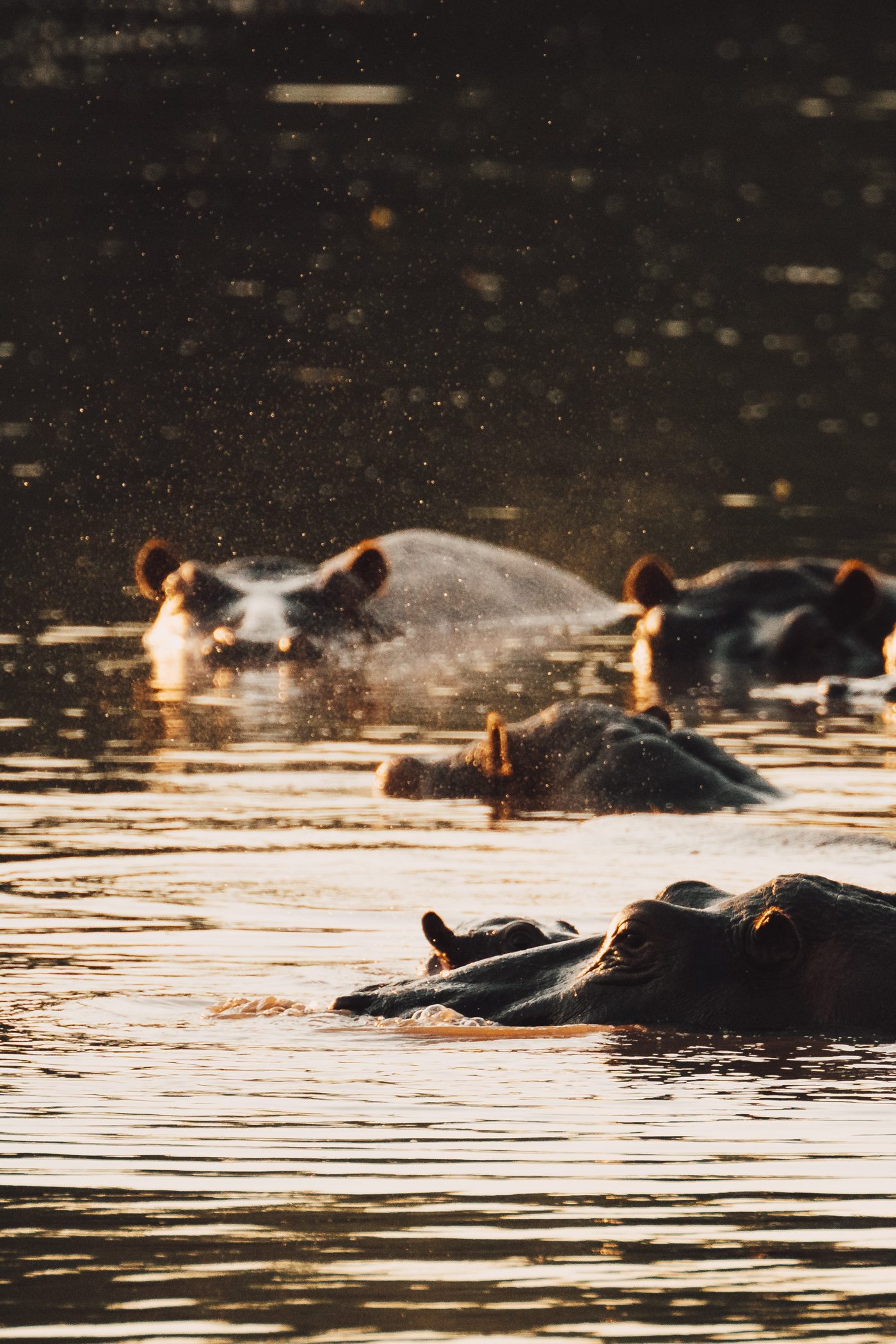 Hippos at Lufupa River at Busanga Plains