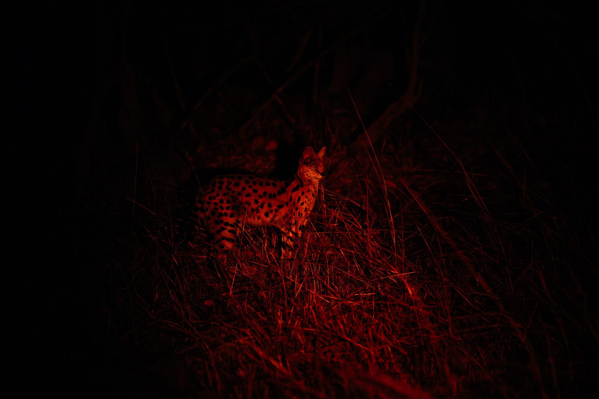 Serval cat at Ntemwa Busanga Camp by Classic Zambia - located at Busanga Plains in Kafue National Park in Zambia