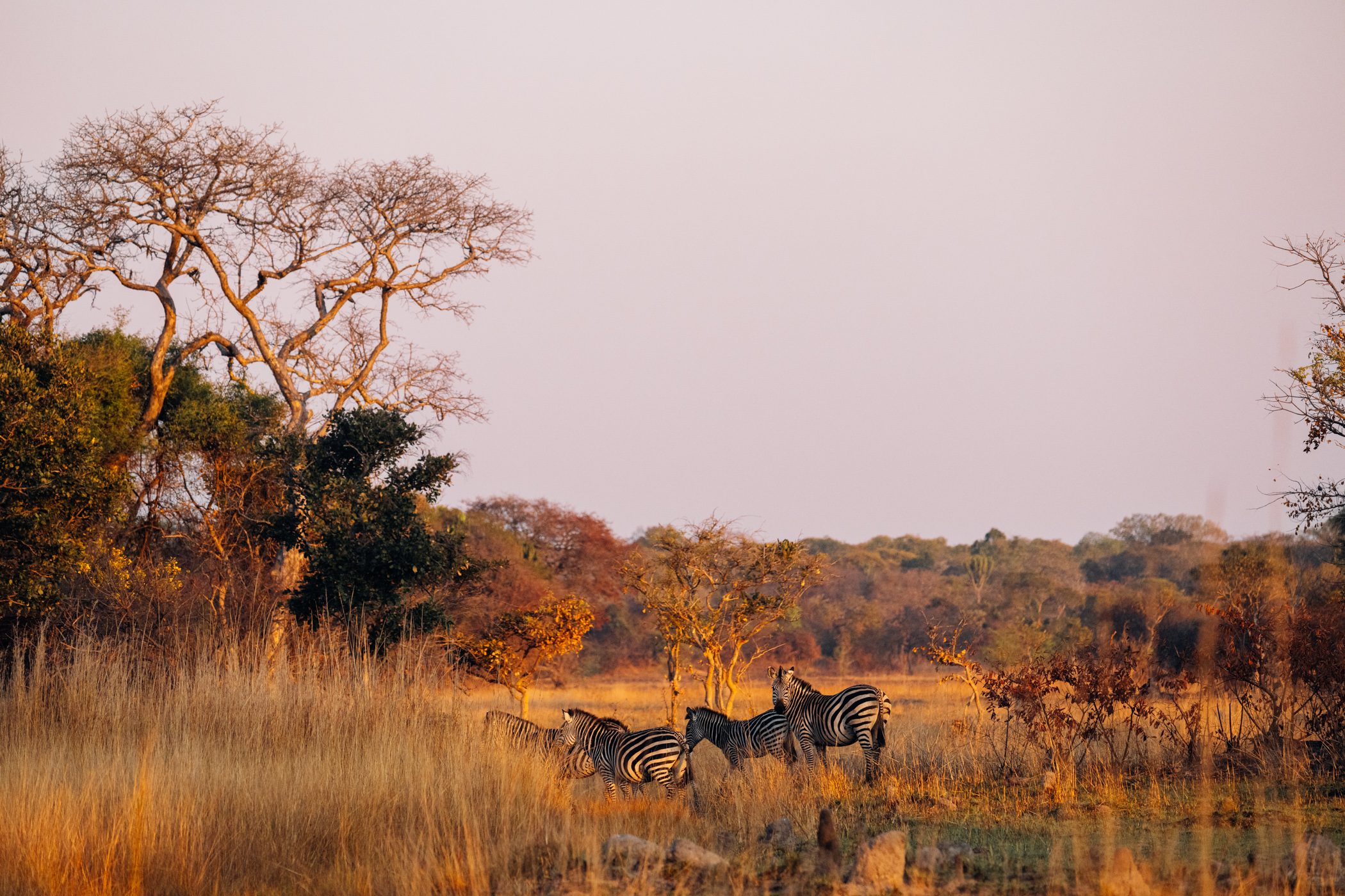 Zambia Safari Travel Guide and Itinerary covering Lusaka, Livingstone with Victoria Falls, Lower Zambezi National Park, South Luangwa National Park, Kafue National Park and Busanga Plains