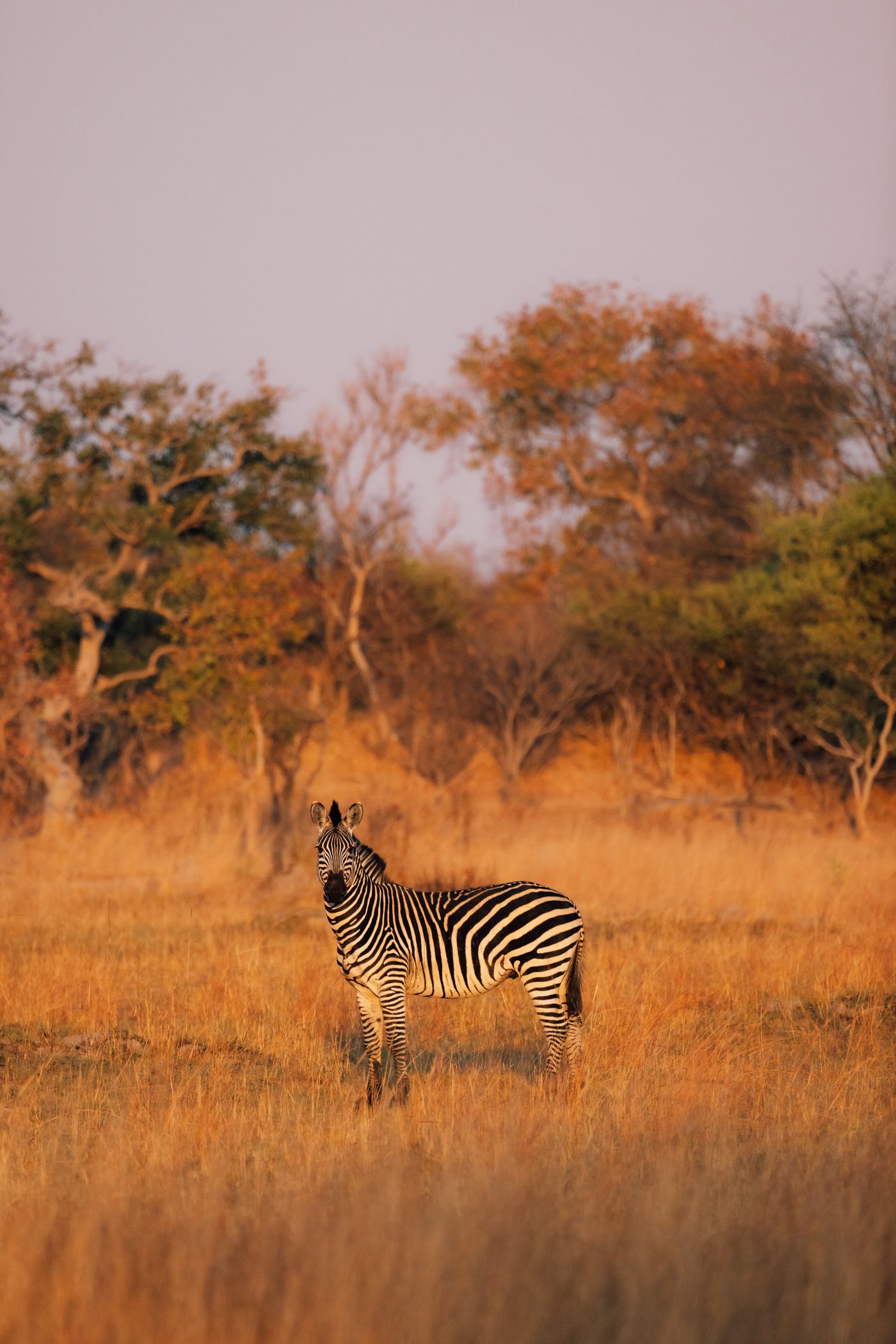 Zebra at Busanga Plains 