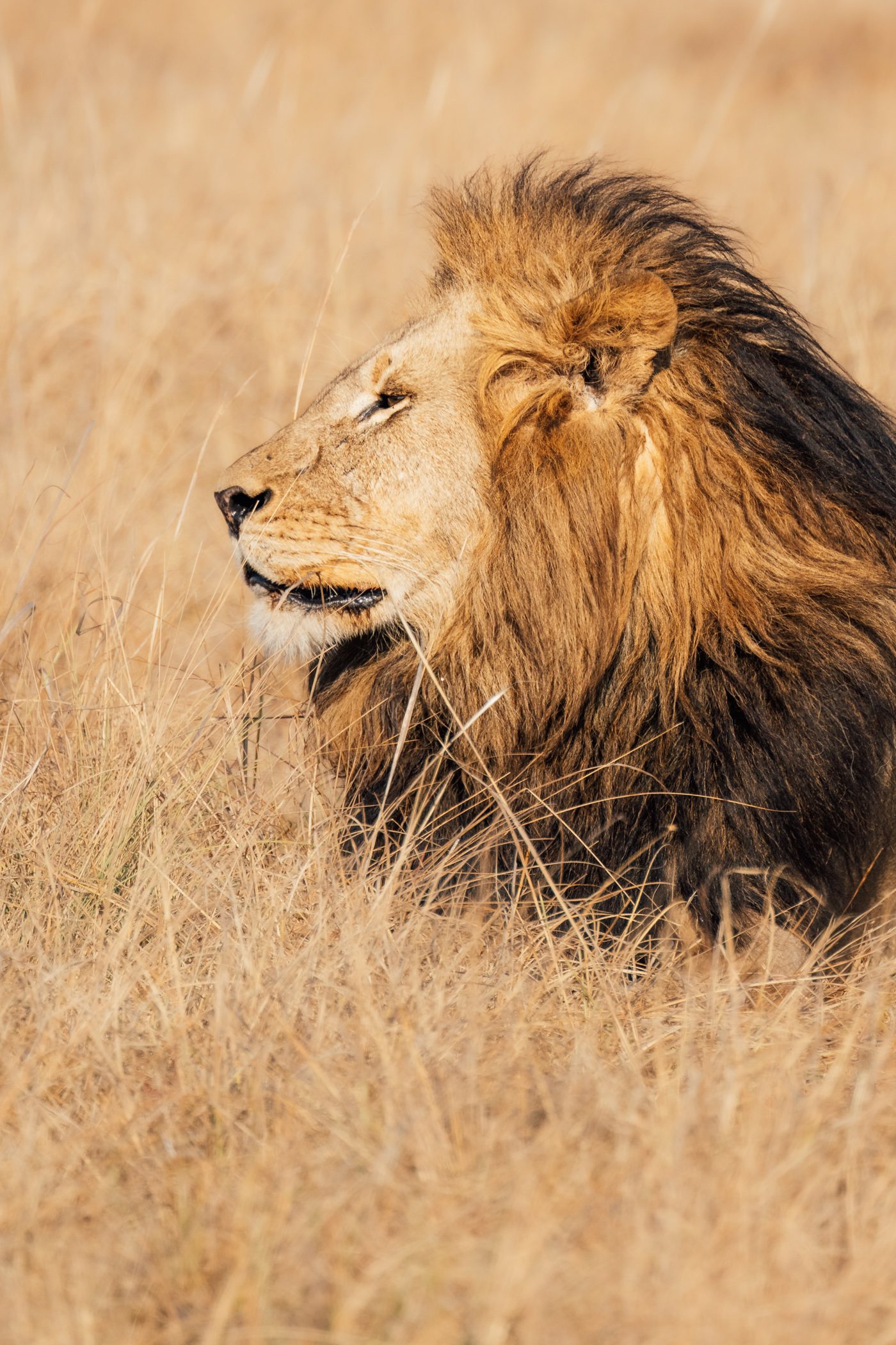 Male lion at Busanga Plains in Kafue National Park Zambia