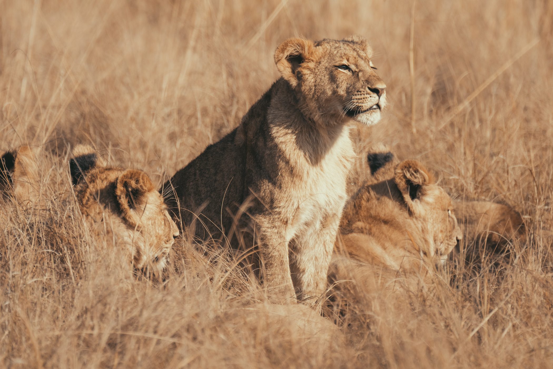 Lion Cubs at Busanga Plains