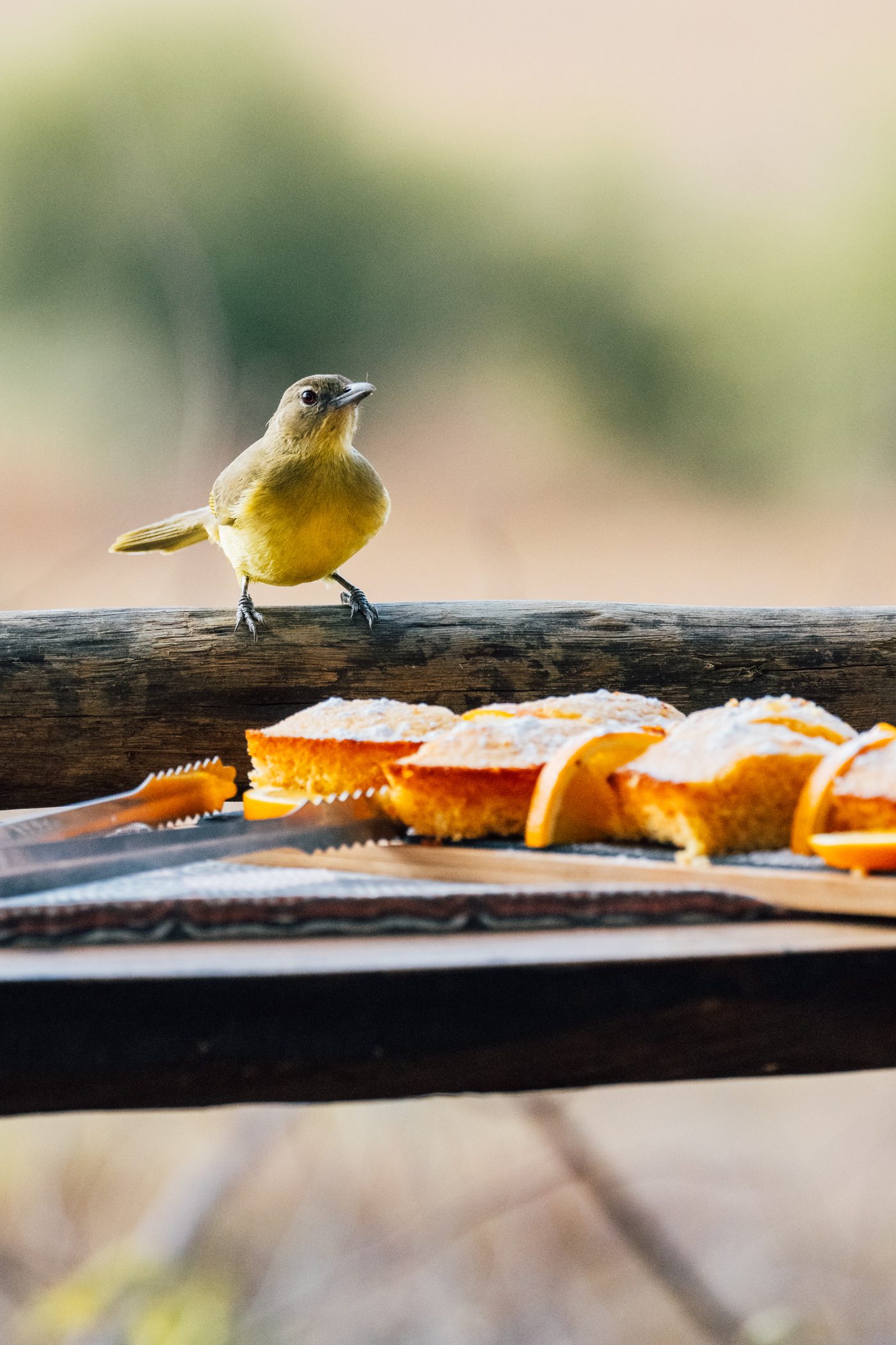 Bird stealing our cake at afternoon tea at Ntemwa Busanga Camp by Classic Zambia - located at Busanga Plains in Kafue National Park in Zambia