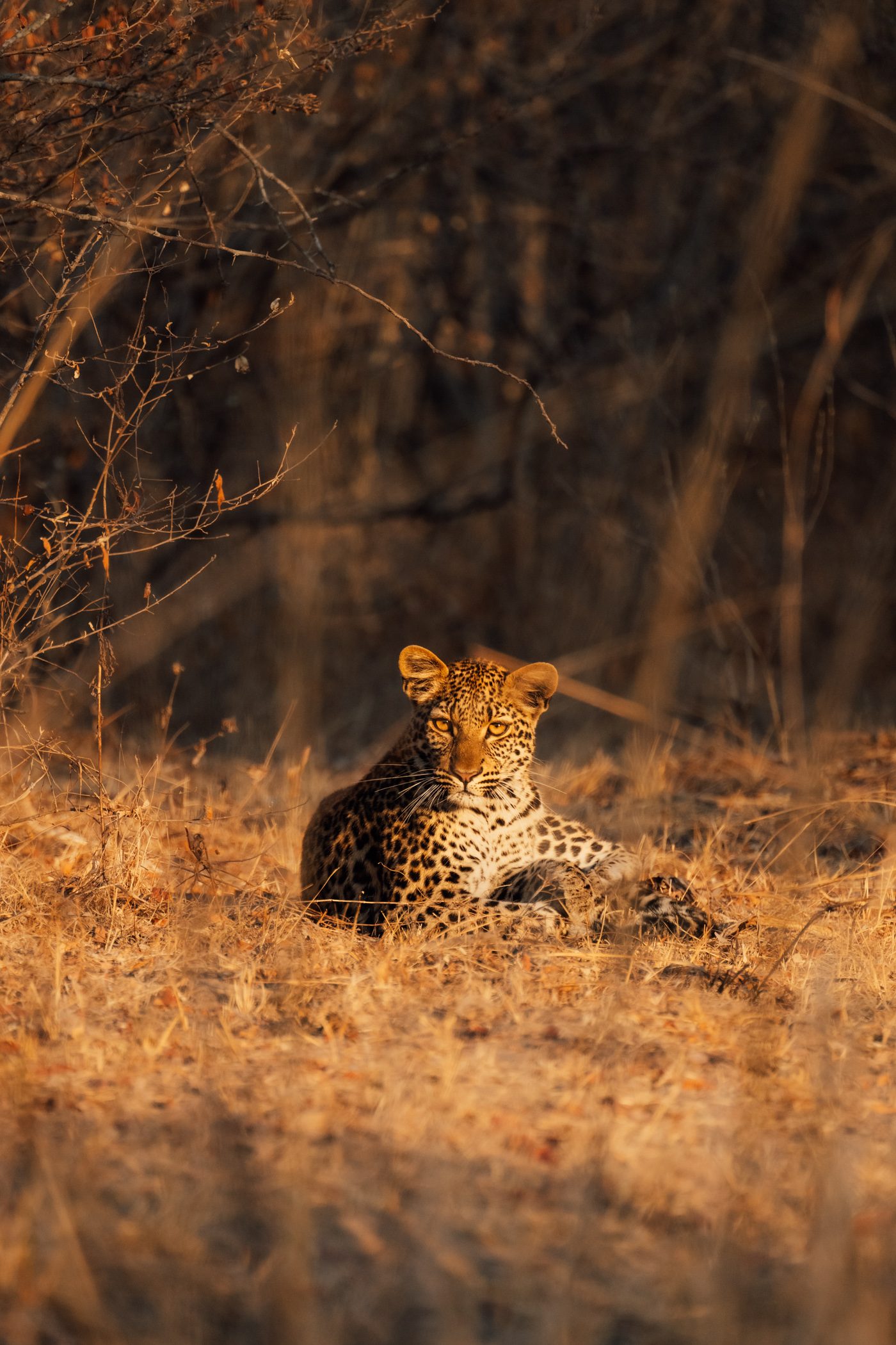 Young leopard at Busanga Plains