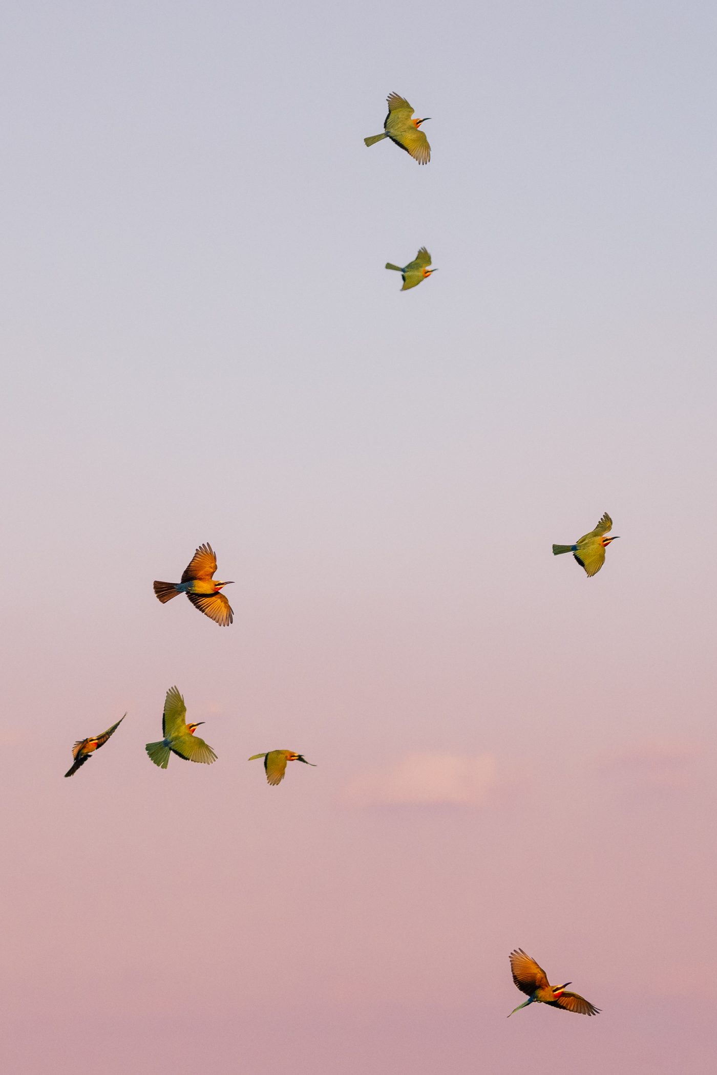 Bee eaters flock in the sky at Busanga Plains