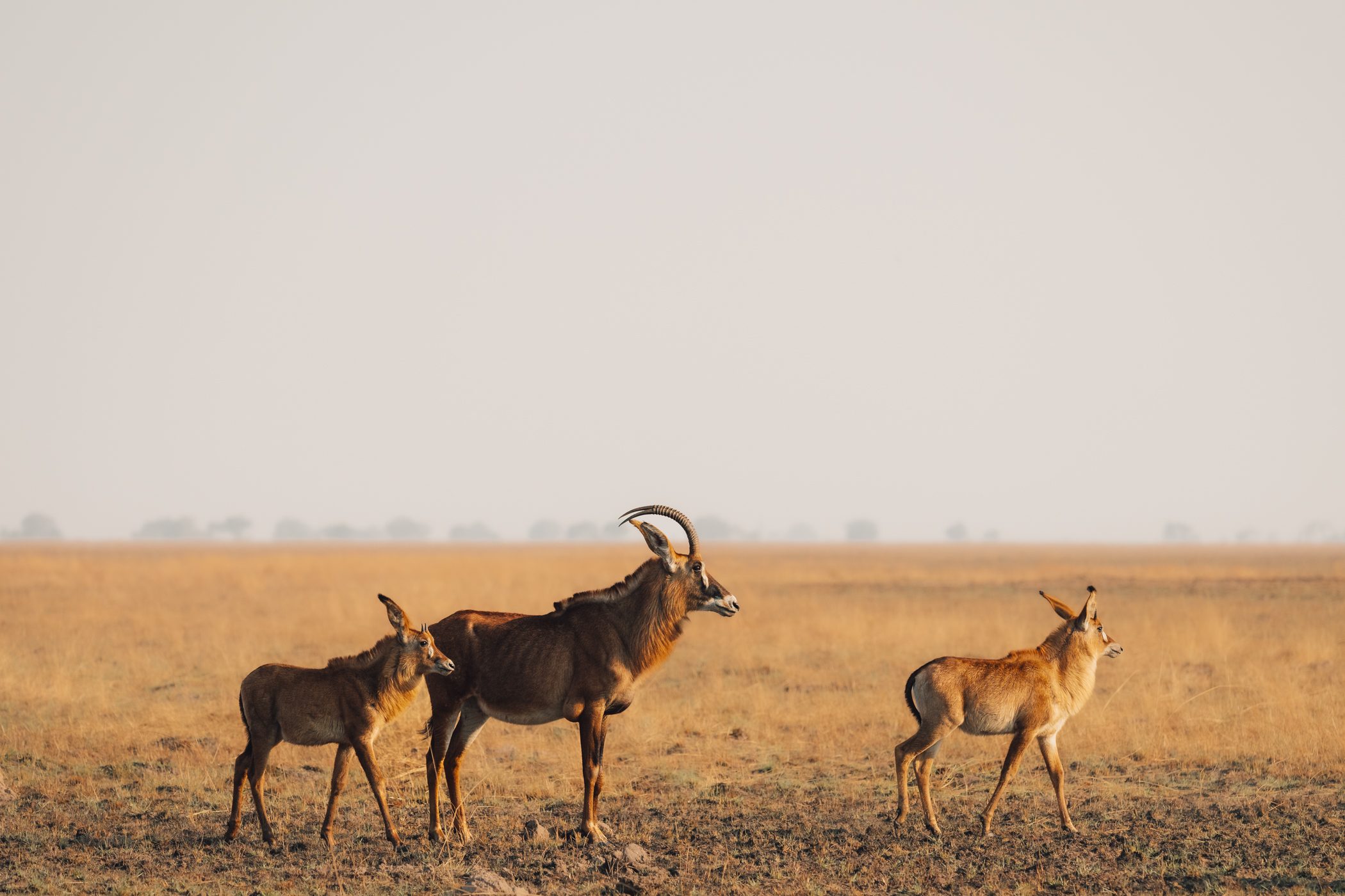 Roan antelopes at Busanga Plains