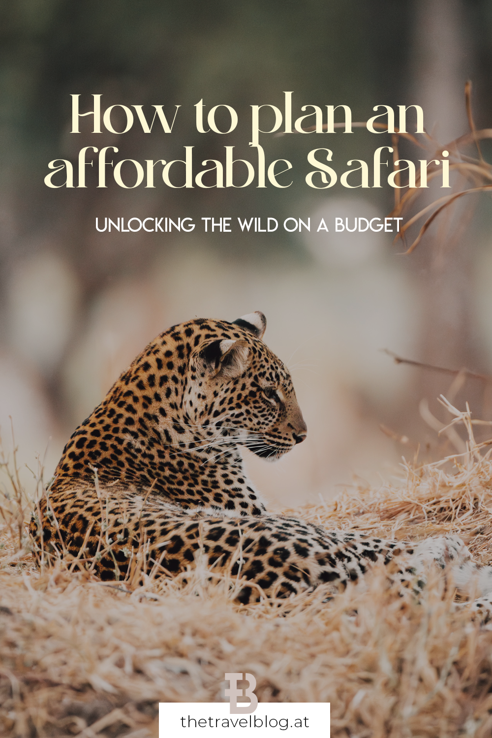 How to plan an affordable safari: Our expert tips how not to break the bank for your African dream trip