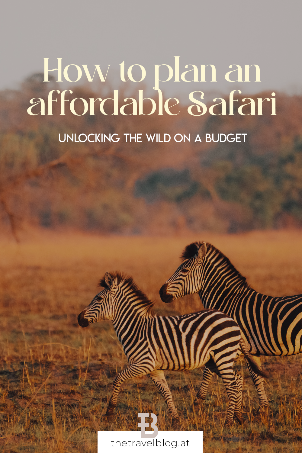 How to plan an affordable safari: Our expert tips how not to break the bank for your African dream trip