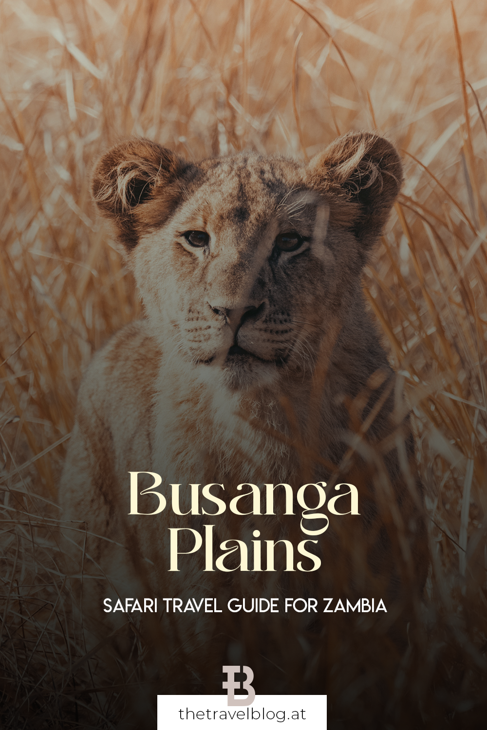 The pride of the Kafue National Park in Zambia: Busanga Plains safari guide by thetravelblog.at