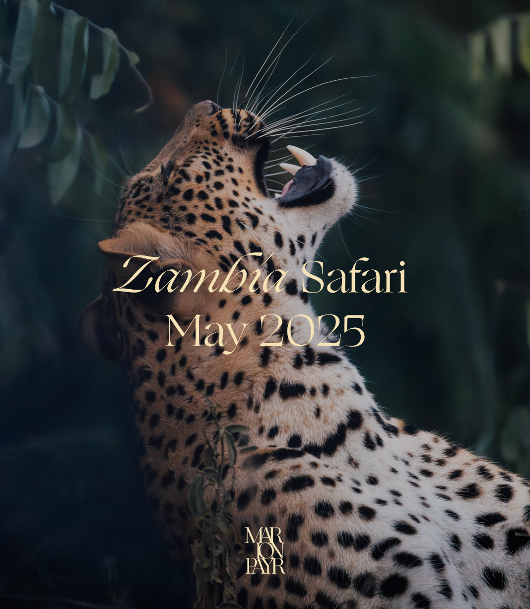 Go on safari in Zambia with me in May 2025