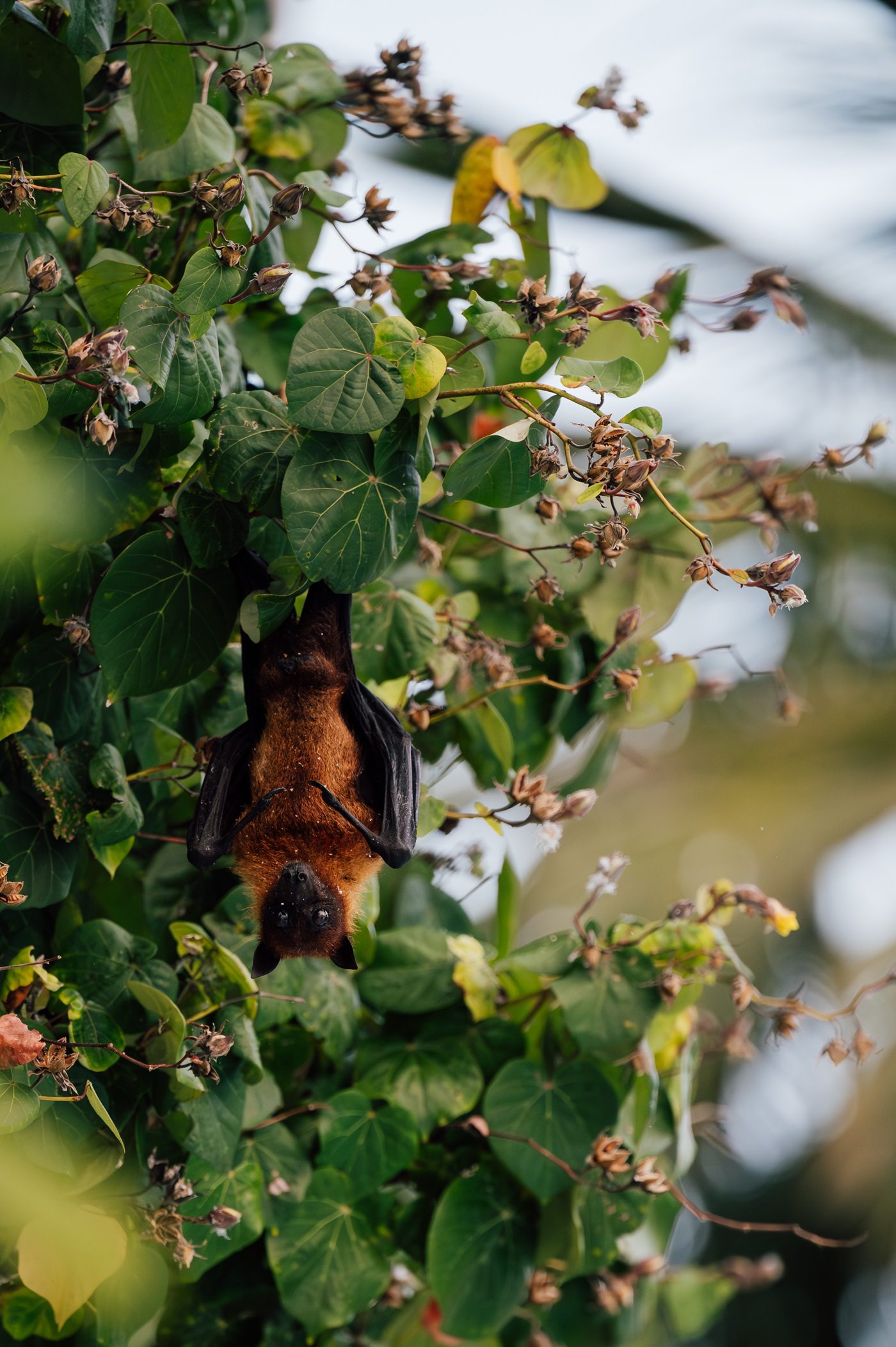 Fruit bat at COMO Maalifushi