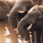 On safari in Hwange National Park in Zimbabwe - the elephant paradise