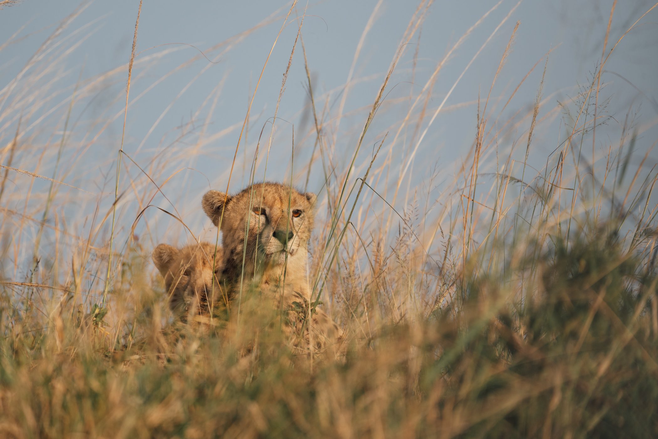 Which country to choose for your first safari