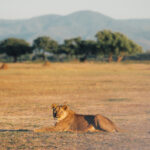 Safari Travel Guide for Zimbabwe by thetravelblog.at