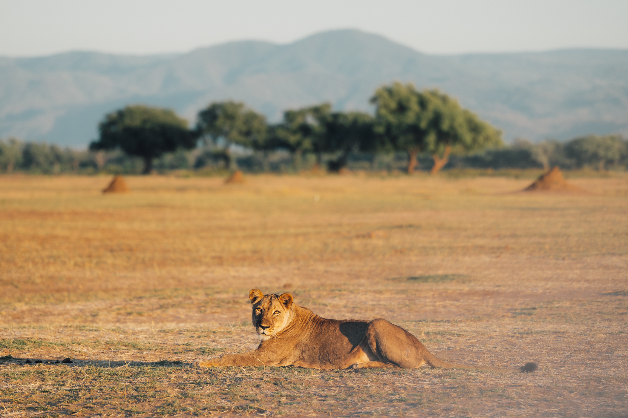 Safari Travel Guide for Zimbabwe by thetravelblog.at