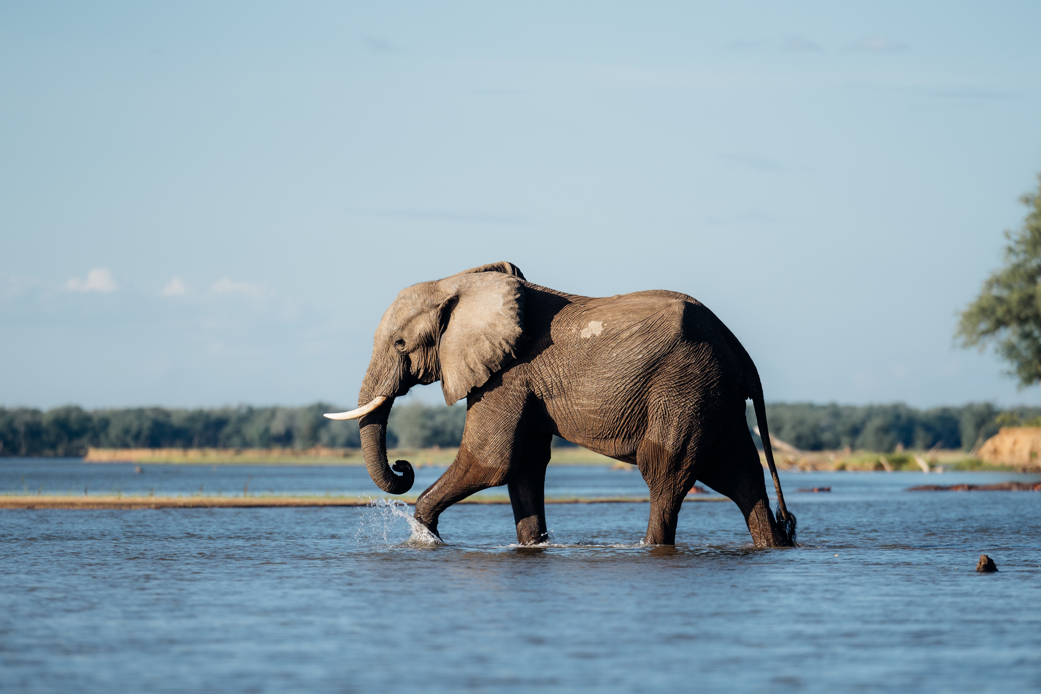 Safari Travel Guide for Mana Pools National Park in Zimbabwe along the Zambezi river by thetravelblog.at