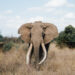 Supertusker Craig in Amboseli Kenya - his tusks reach all the way to the ground