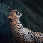 A leopard on safari in Kafue National park Zambia