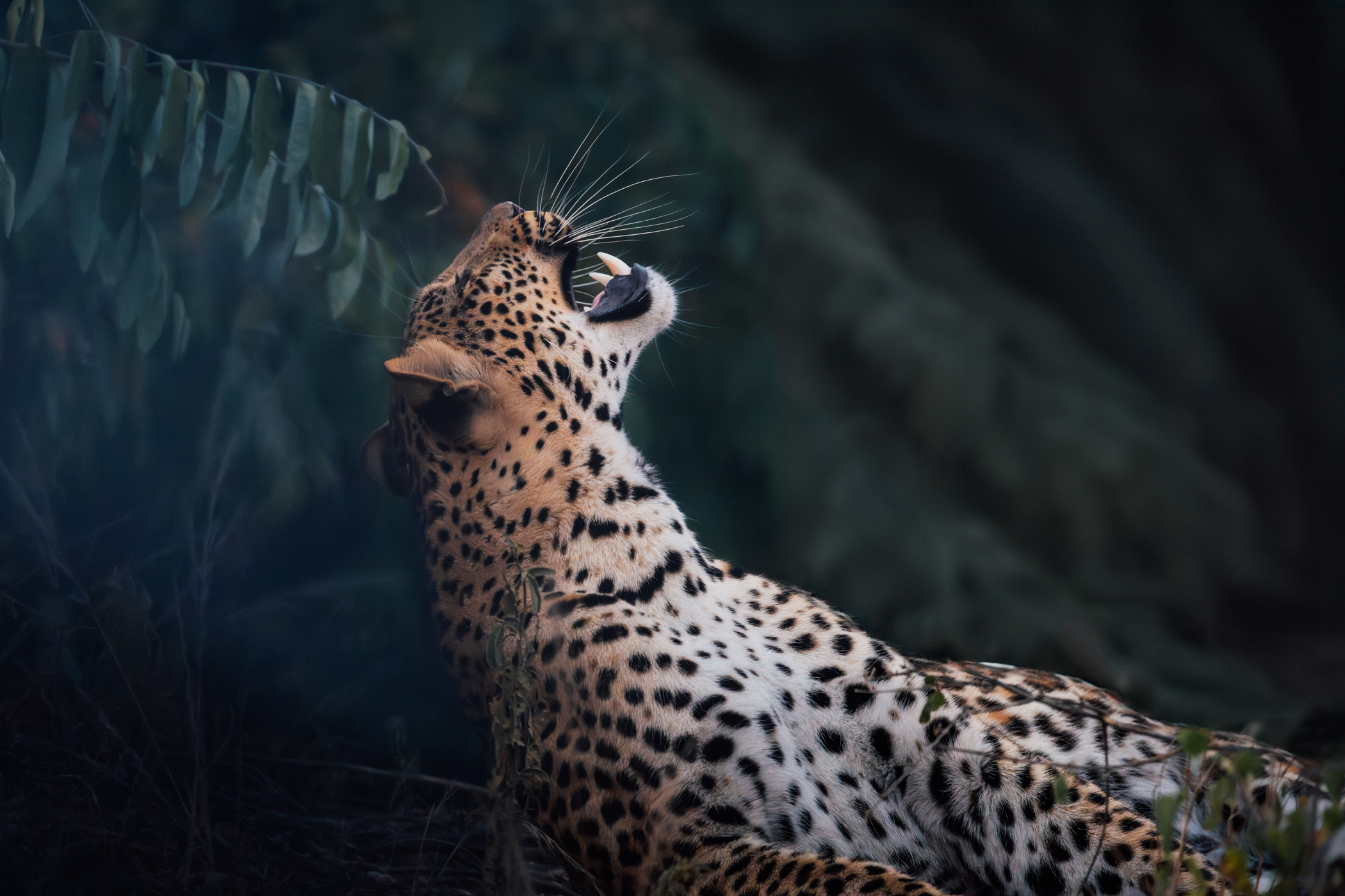 A leopard on safari in Kafue National park Zambia