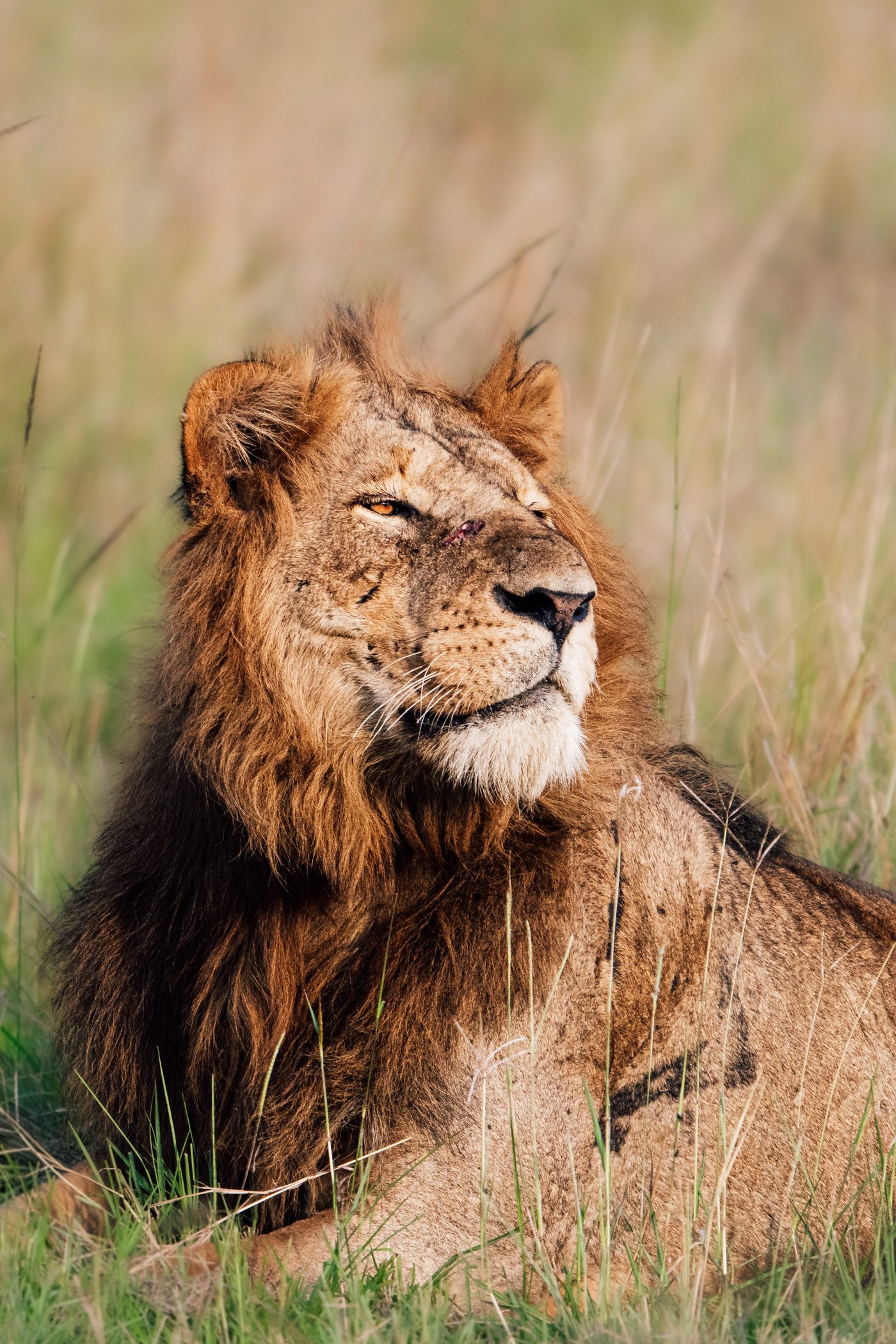 Lion in Queen Elizabeth National Park, Uganda