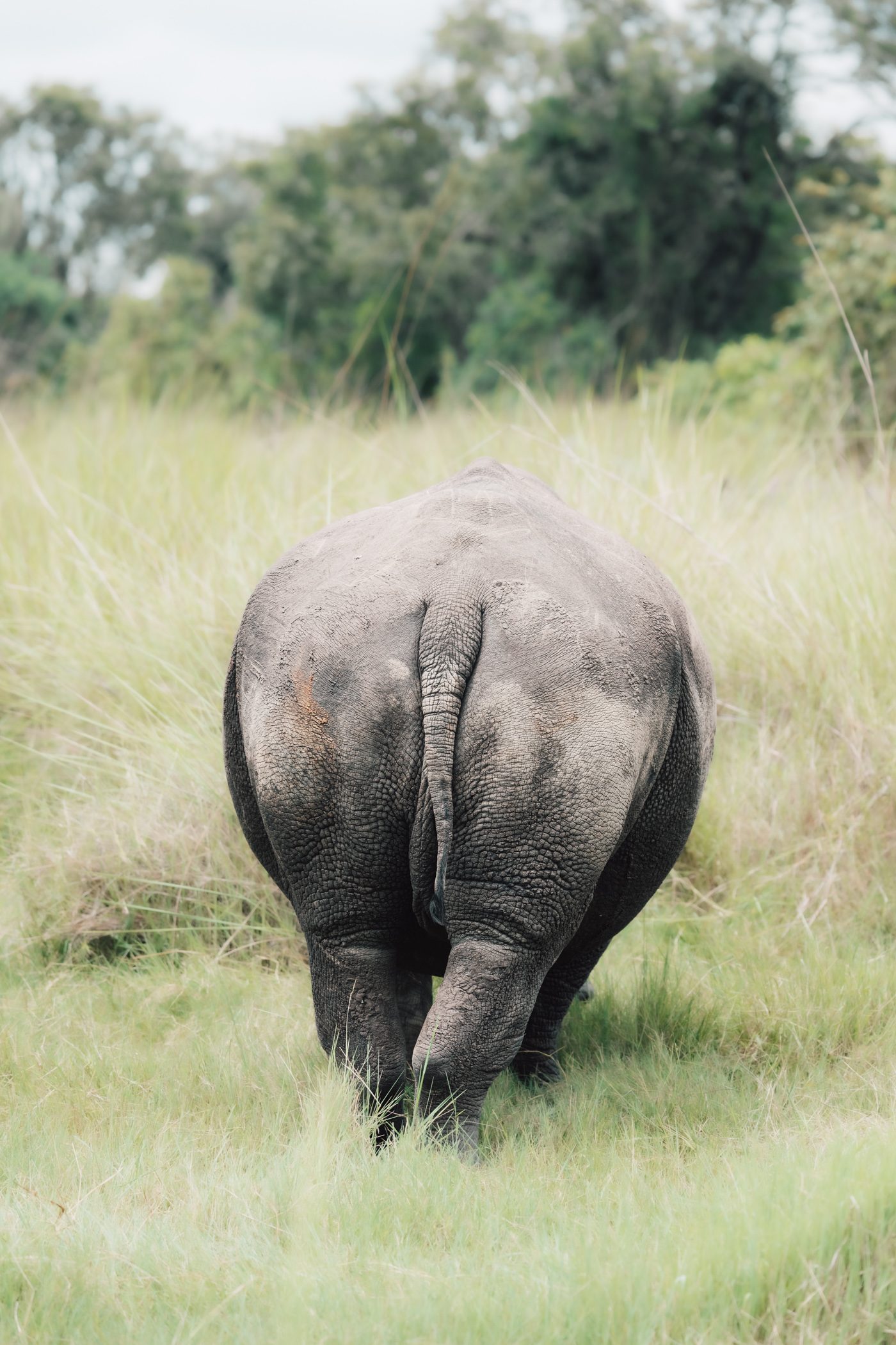 Ziwa Rhino Sanctuary in Uganda - the only place in Uganda where you can see rhinos, and even walk on foot