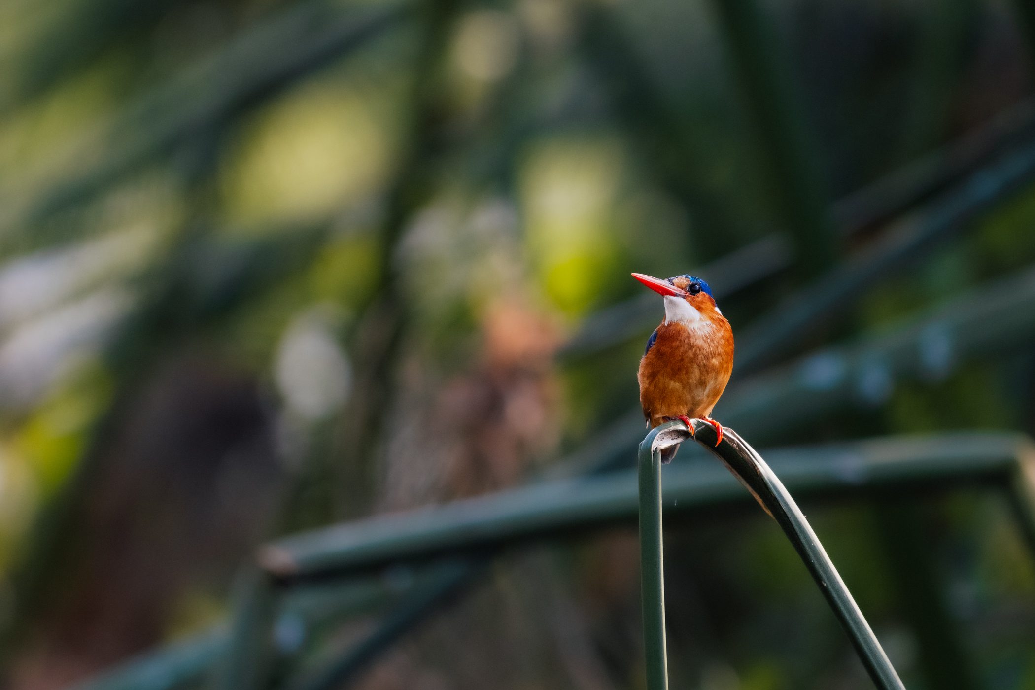 Malachite kingfisher Kazinga Channel at Queen Elizabeth National Park, Uganda