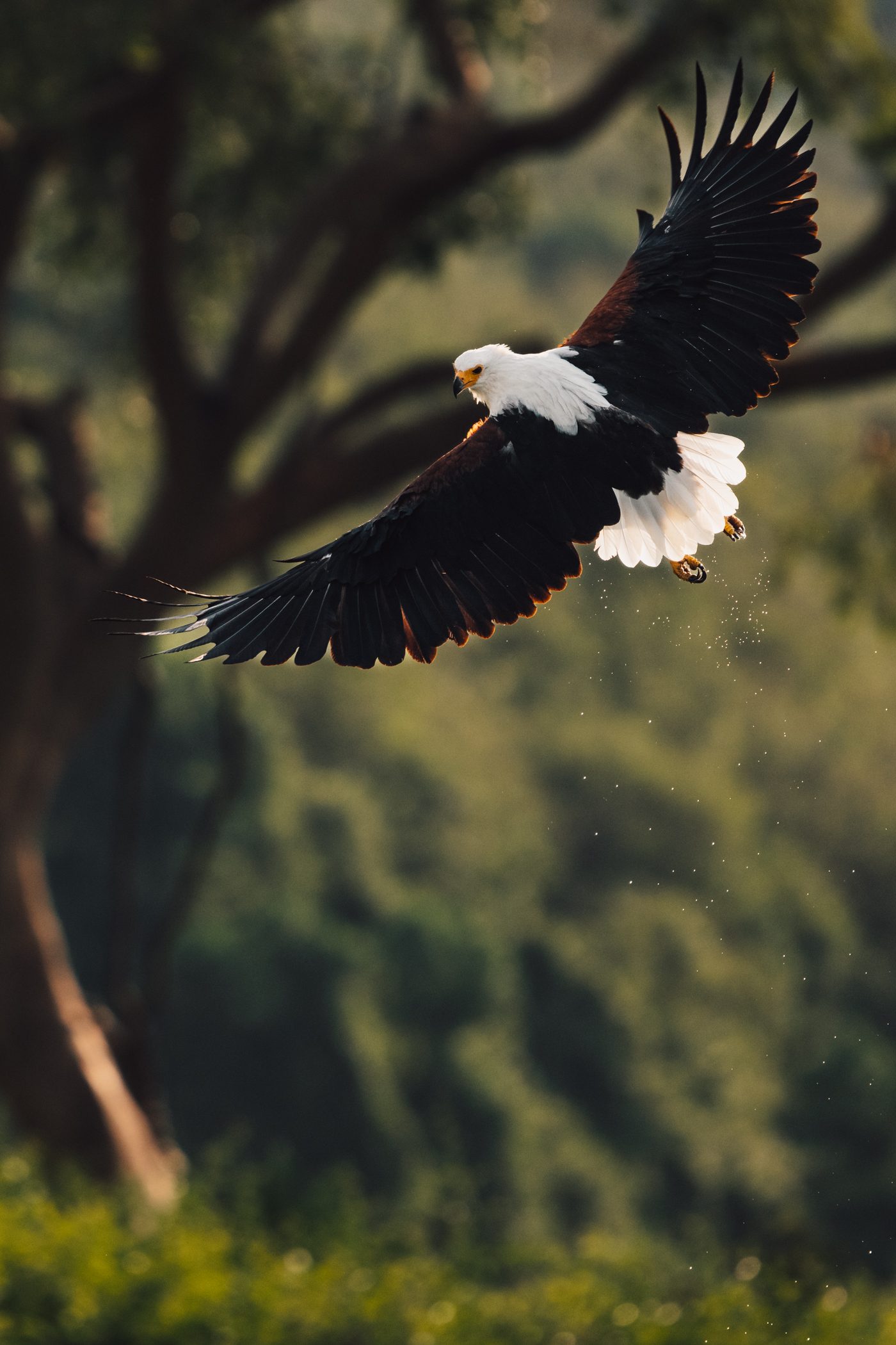 Fish eagle flying at Kazinga Channel at Queen Elizabeth National Park, Uganda