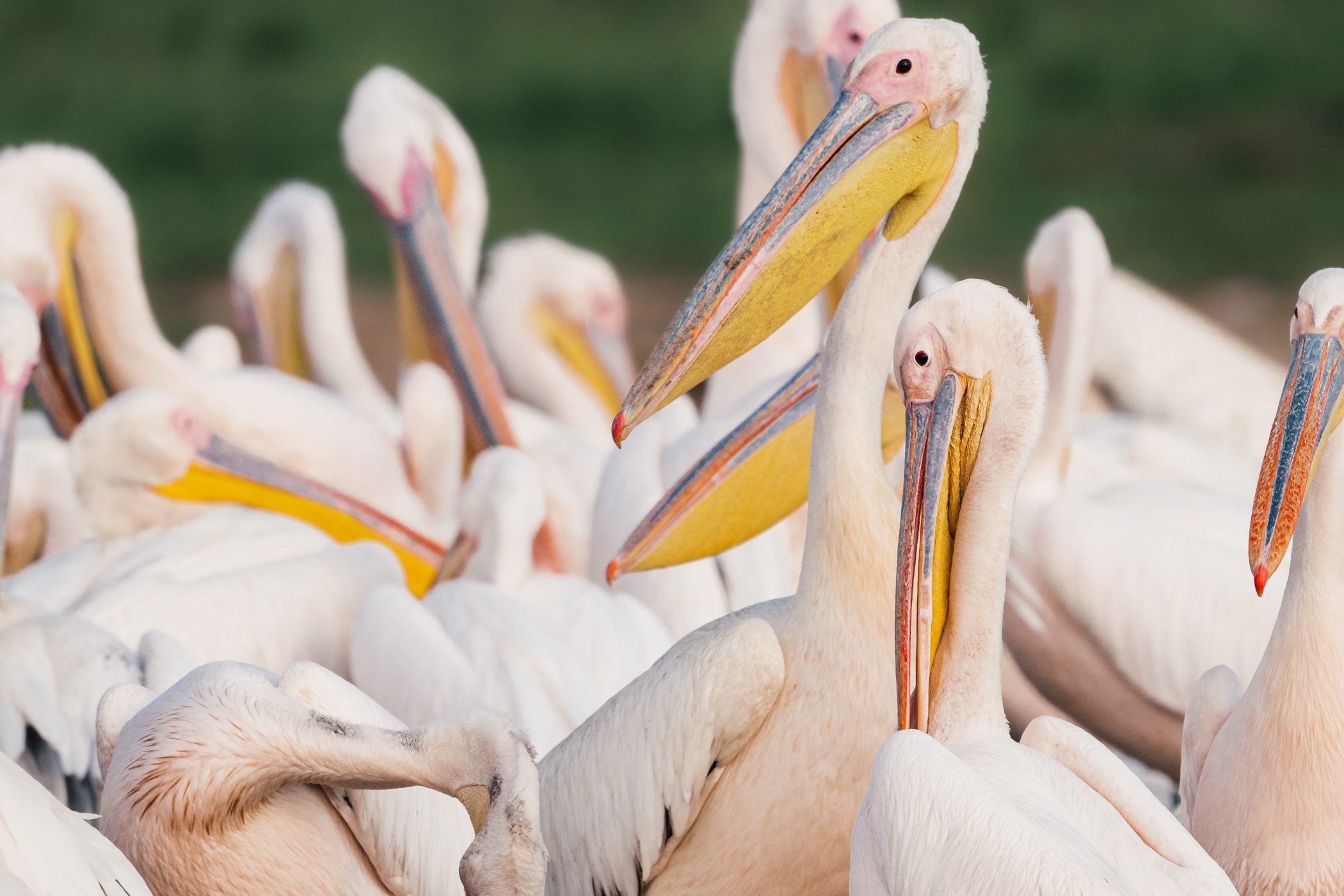 Pelicans at Kazinga Channel at Queen Elizabeth National Park, Uganda