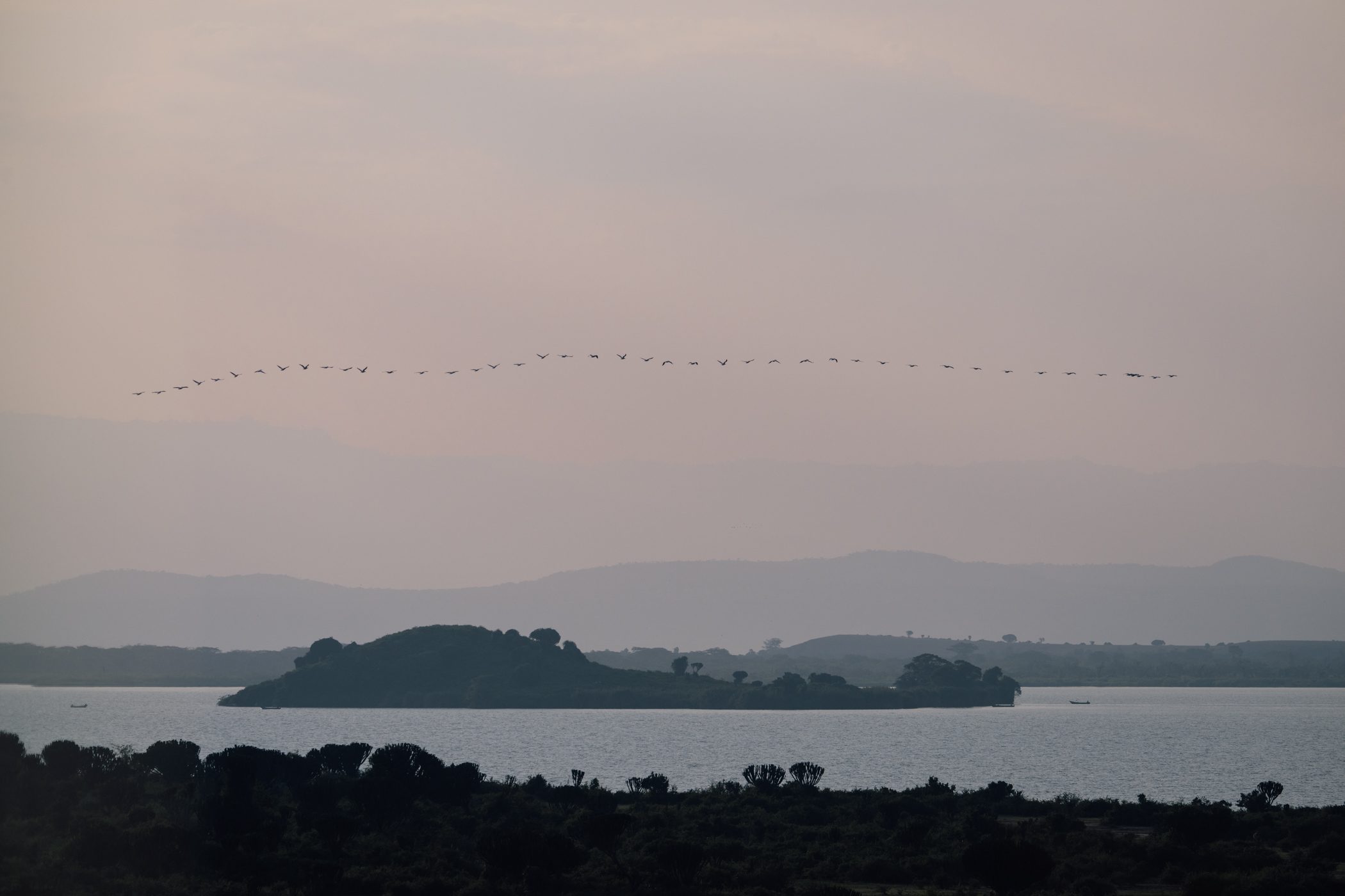 Flock of birds flying over Kazinga Channel at Queen Elizabeth National Park, Uganda
